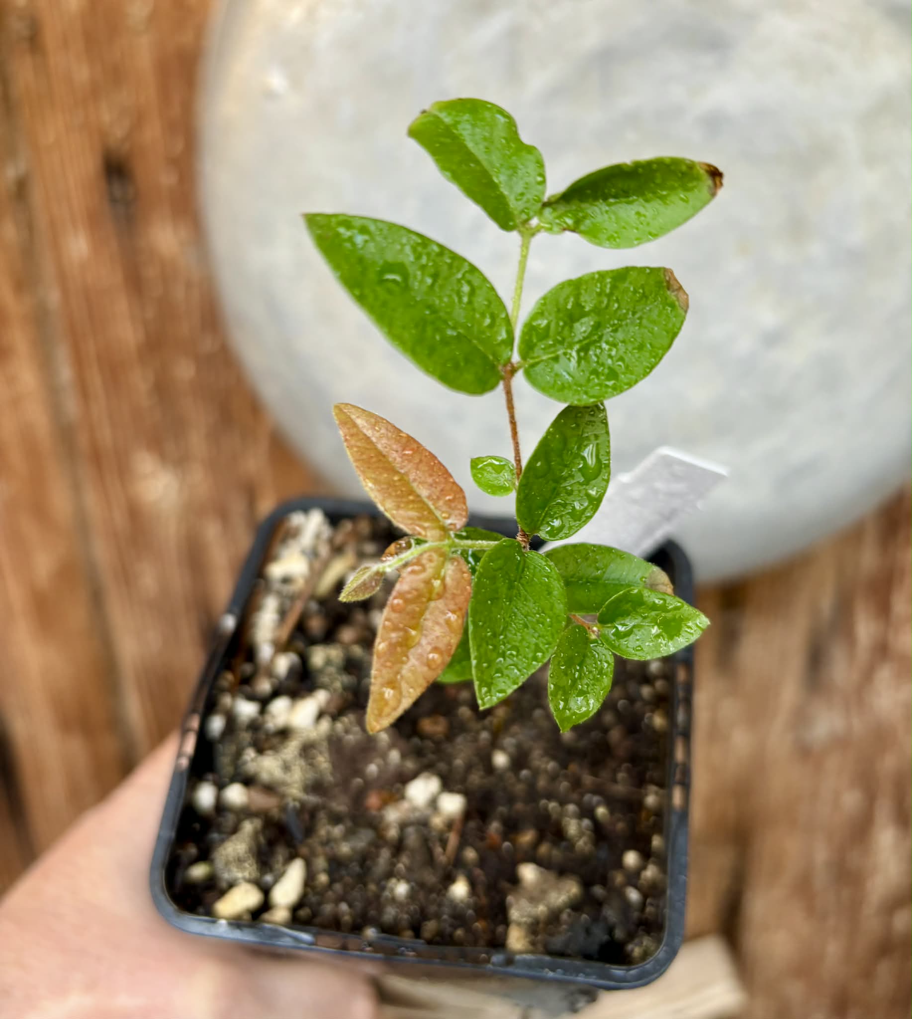 Myrciaria sp Cabeludinha preta (Blue Glomerata) - 1 pottet seedling / 1 getopfter Sämling