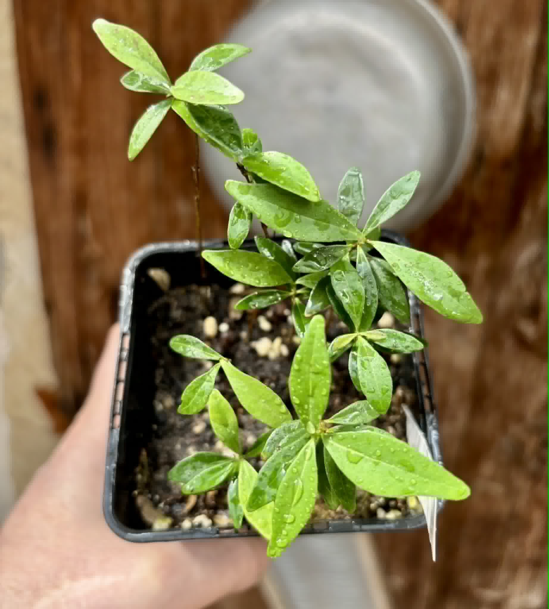  7 in 1 pot - Eugenia axillaris  - White Stopper - 7 seedlings in one pot / 7 Sämlinge in einem Topf