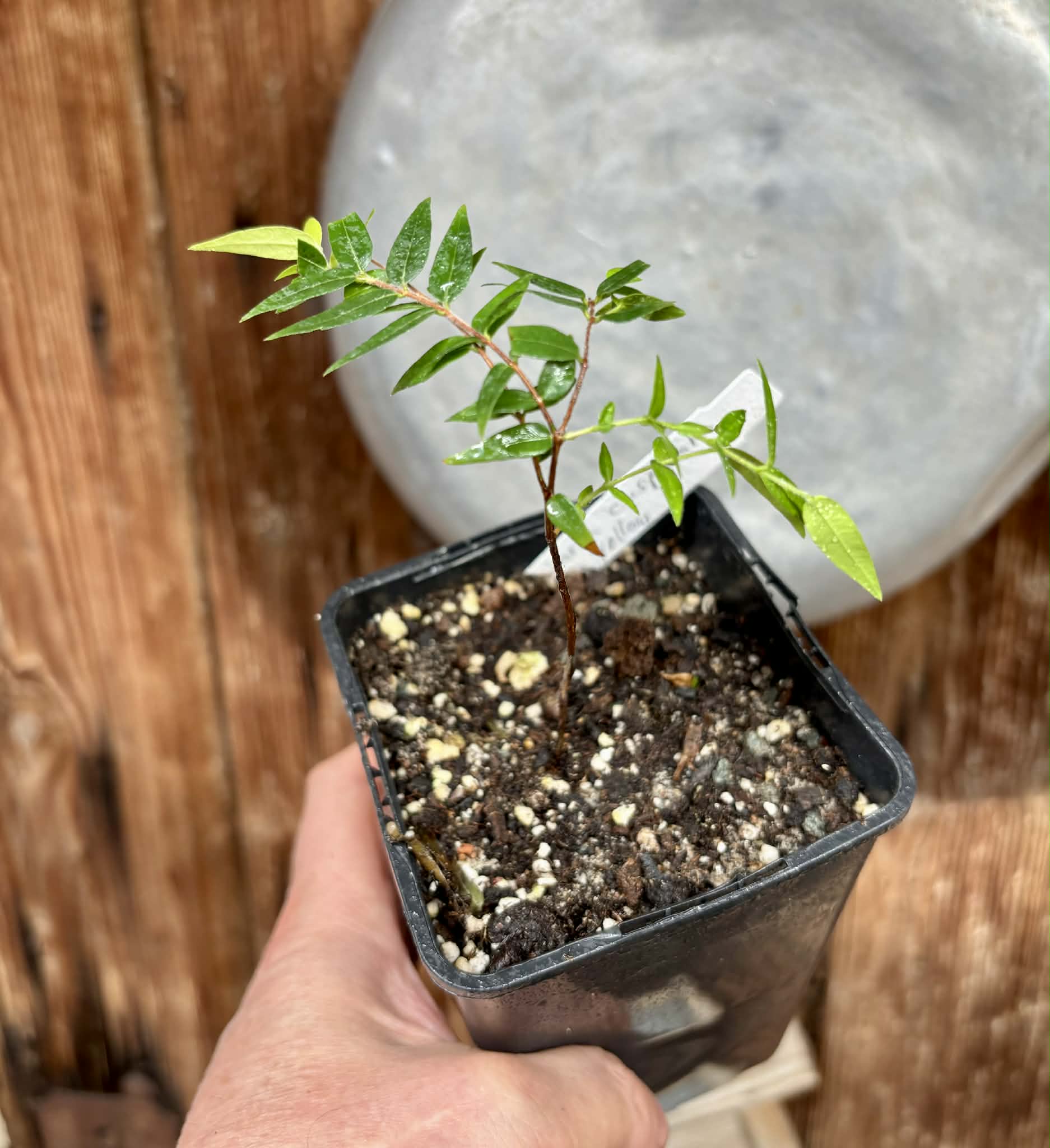 Myrciaria cuspidata YELLOW - 1 potted plant / 1 getopfte Pflanze