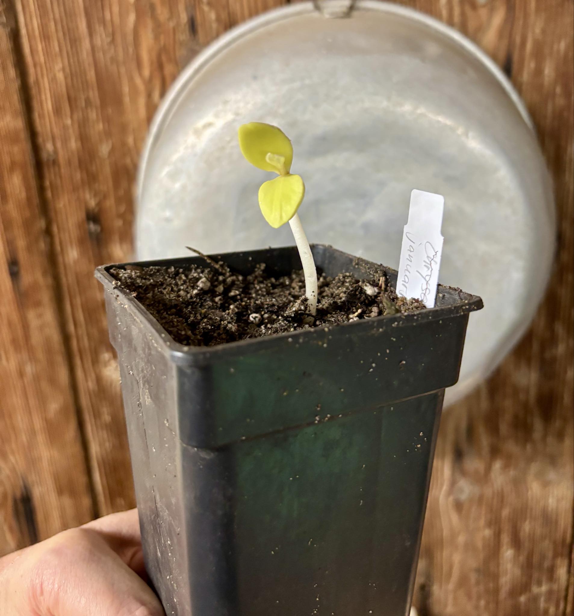 Chrysophyllum januariense  -  1 small potted seedling / 1 kleiner, getopfter Sämling