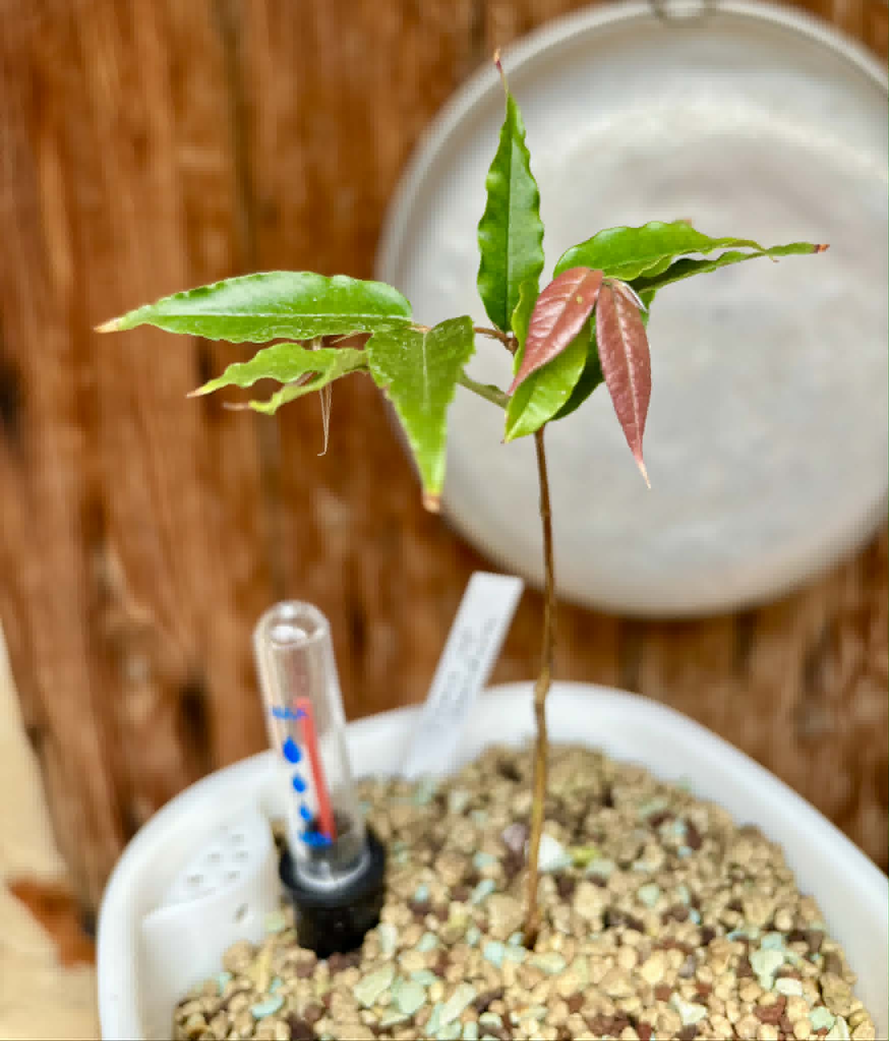 Plinia sp Dandara -  1 potted seedling / 1 getopfter Sämling