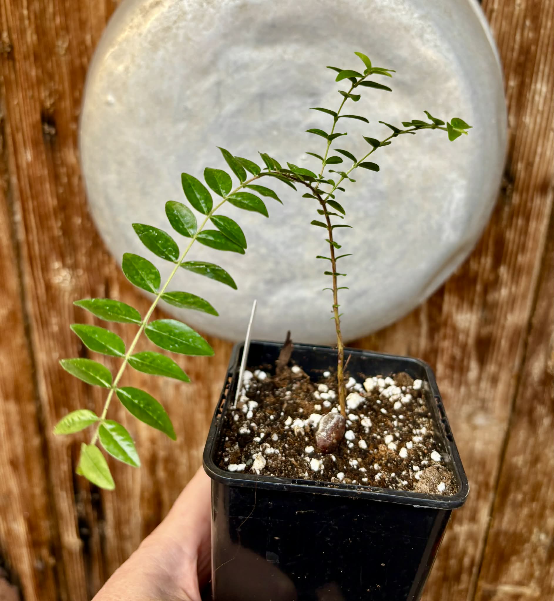 Myrciaria sp Pastora - 1 potted seedling / 1 getopfter Sämling