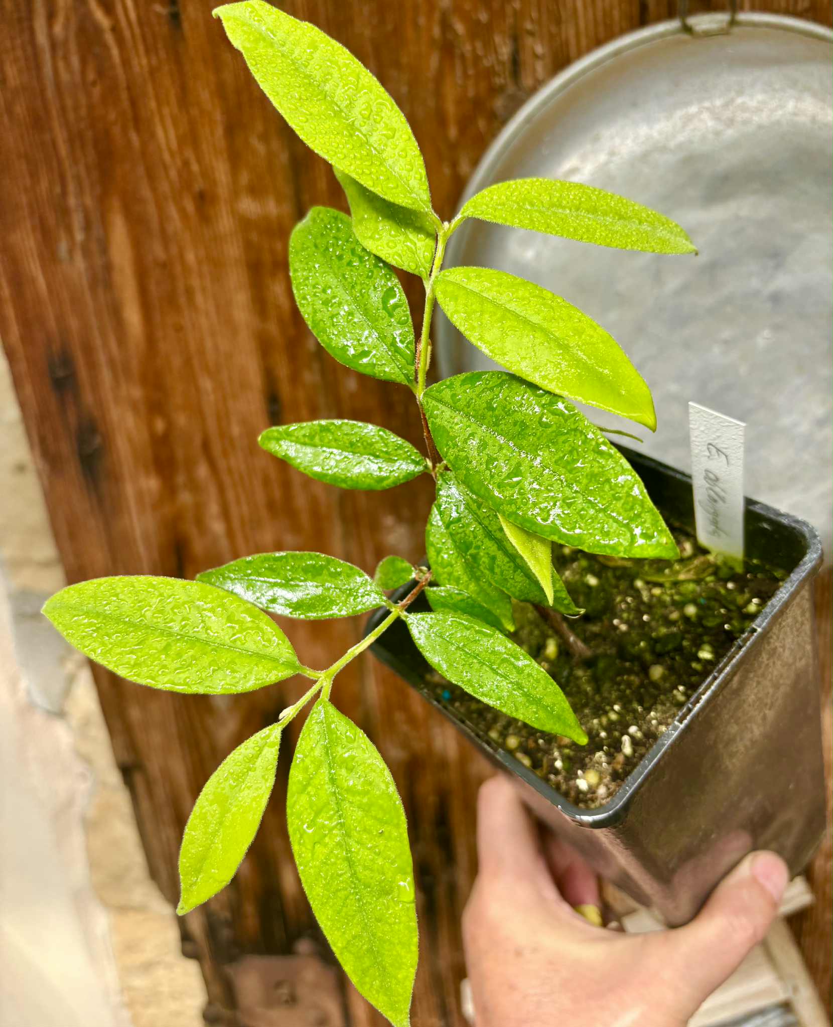 Eugenia oblongata - 1 potted plant / 1 getopfte Pflanze