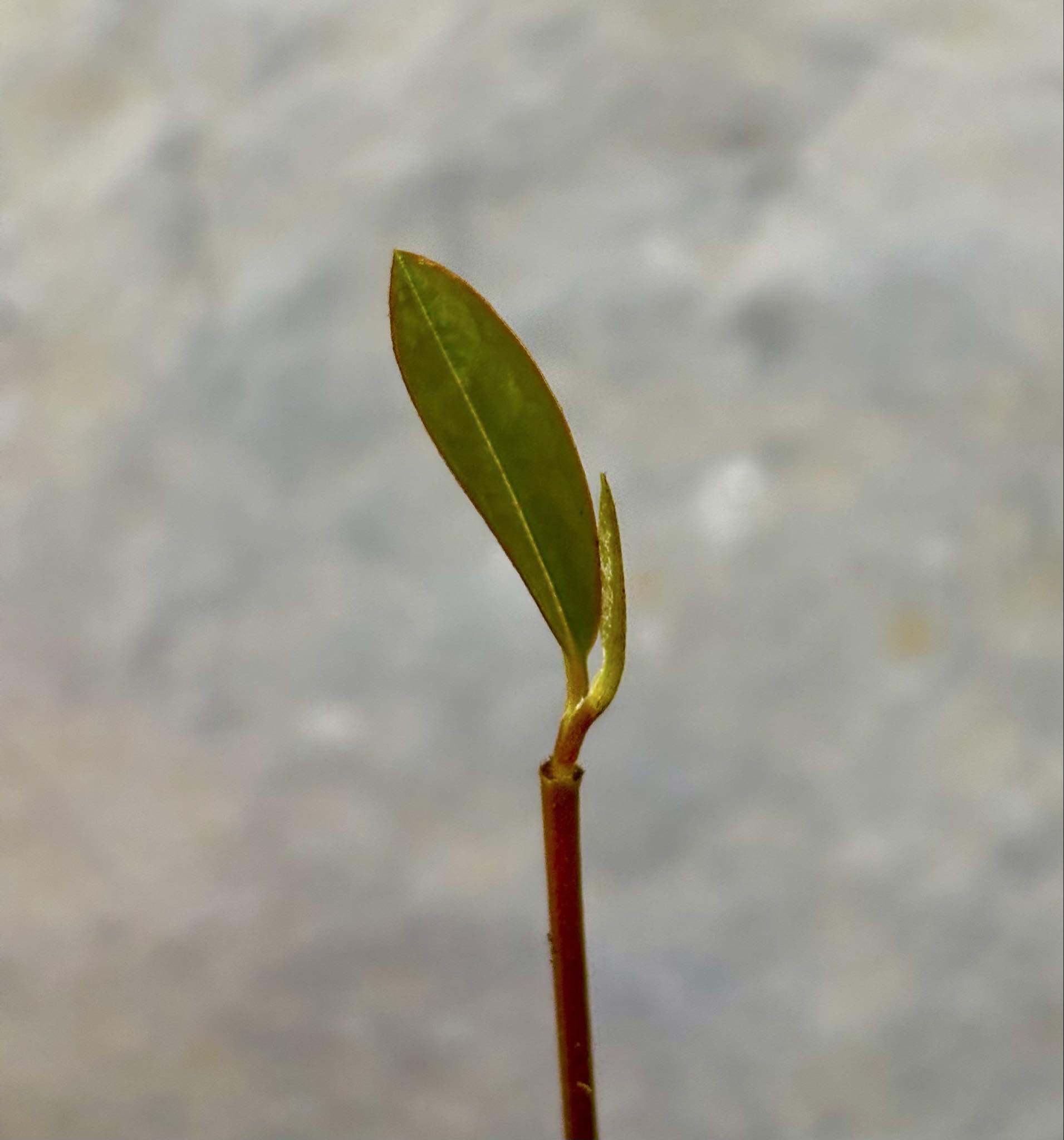 Annona salzmannii - 1 potted seedling / 1 getopfter Sämling Annona salzmannii - 1 potted seedling / 1 getopfter Sämling