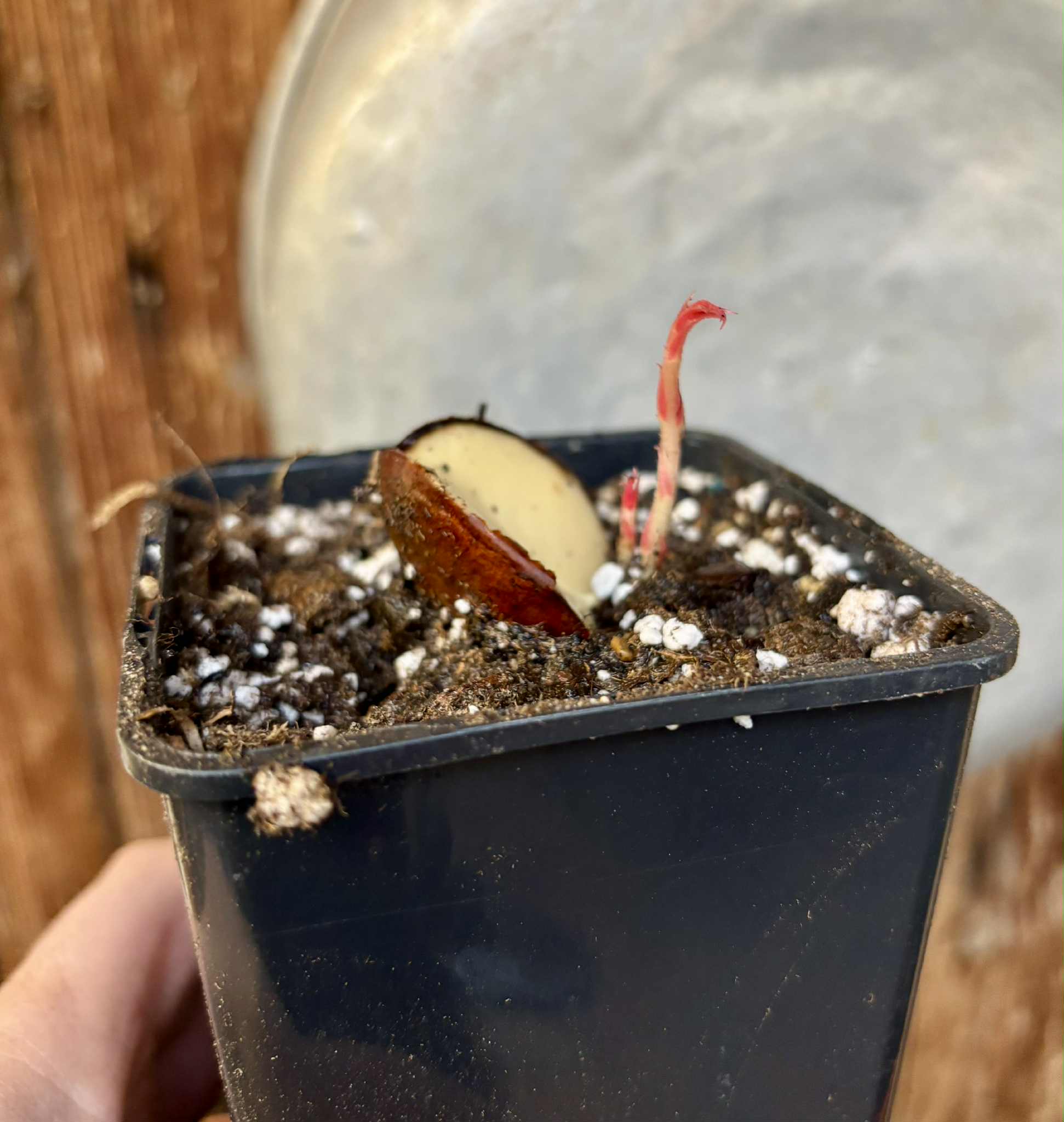 2 shots - Plinia longiacuminata Nr. 1 -  1 potted seedling / 1 getopfter Sämling