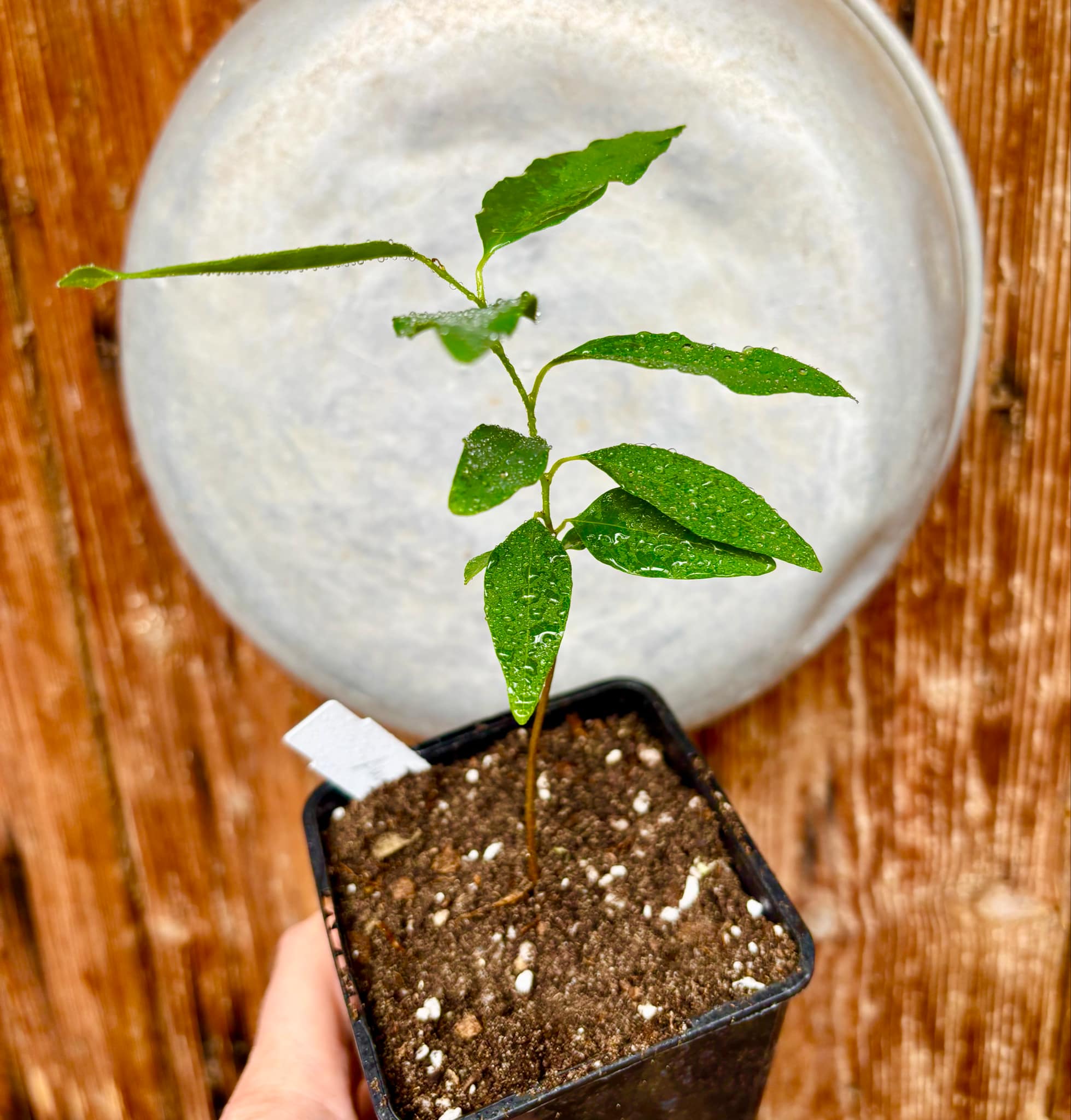Annona emarginata - 1 potted plant / 1 getopfte Pflanze 