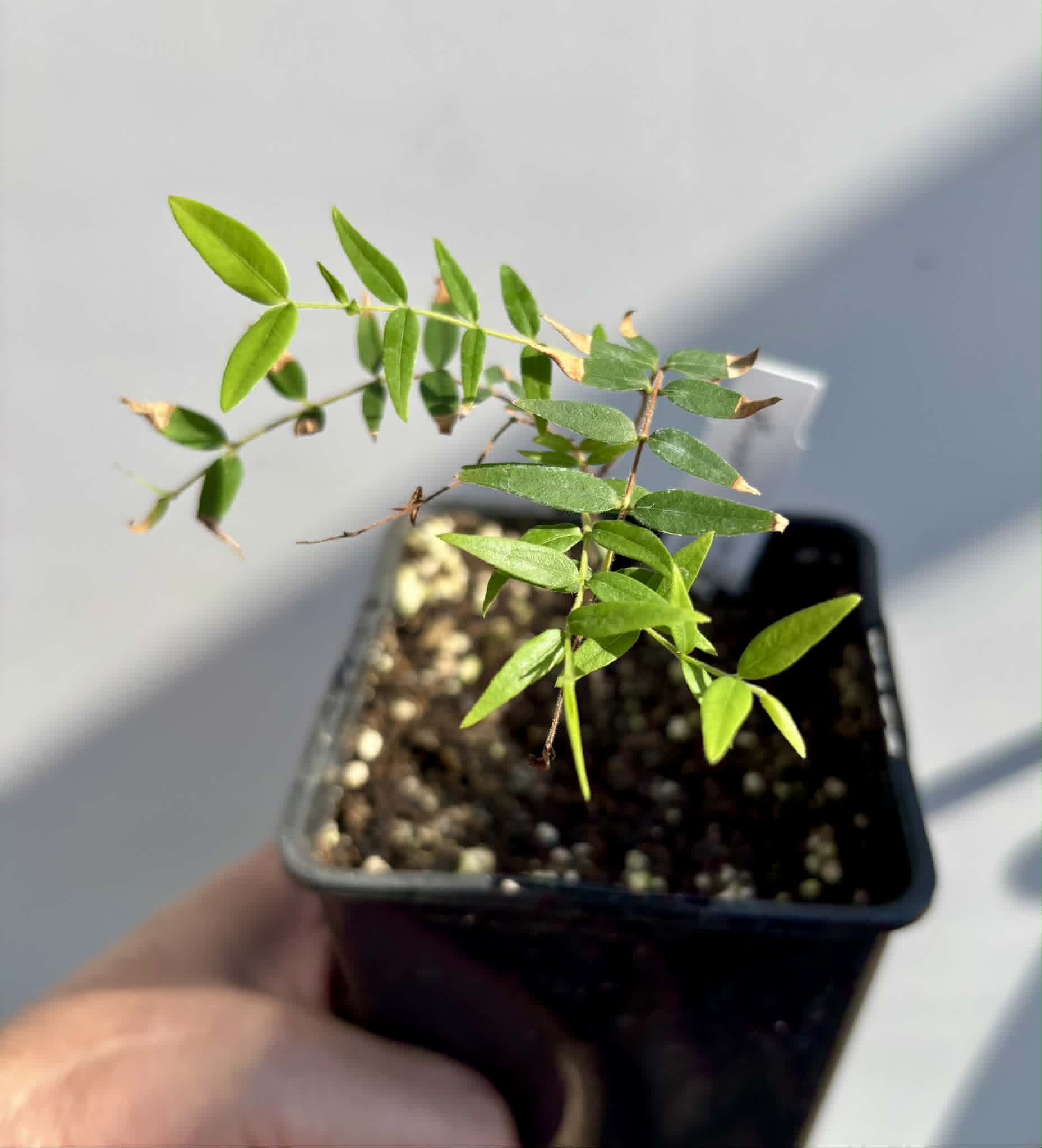 Myrciaria cuspidata ORANGE - 1 potted plant / 1 getopfte Pflanze 