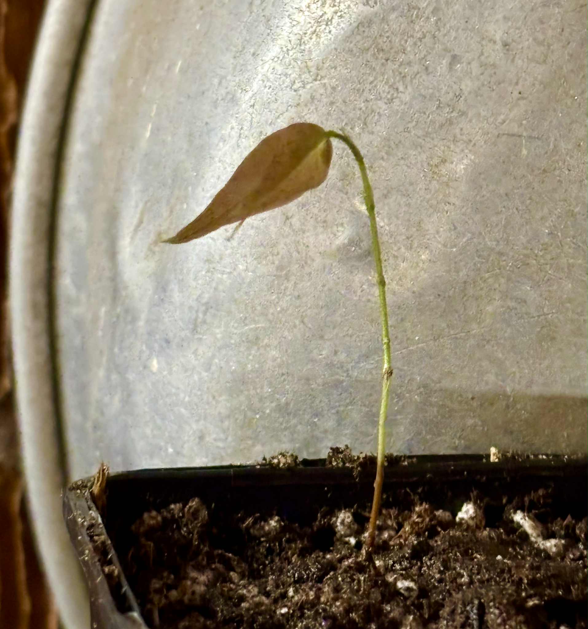 Plinia sp. Cachoeiro de Itapemirim - 1 potted seedling / 1 getopfter Sämling