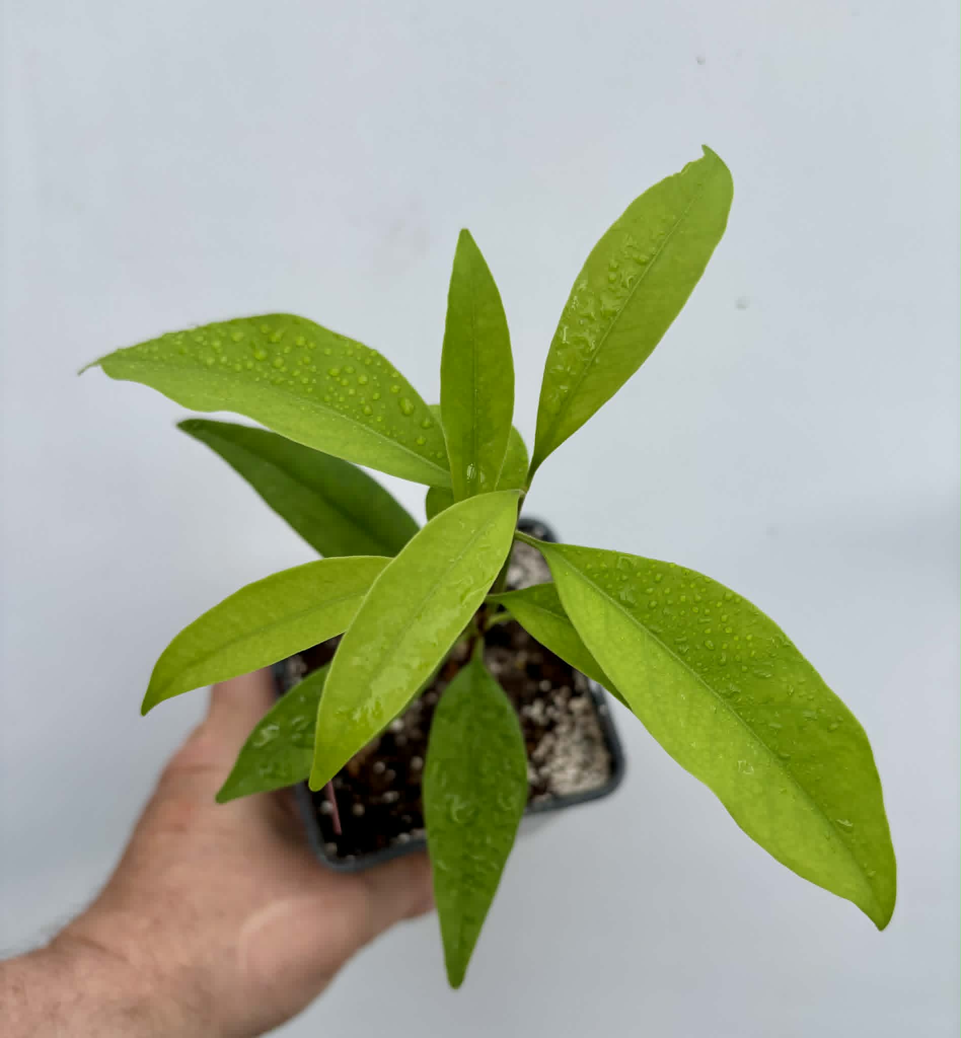 Grumixama-açu (Eugenia villae-novae) - 1 potted seedling / 1 getopfter Sämling