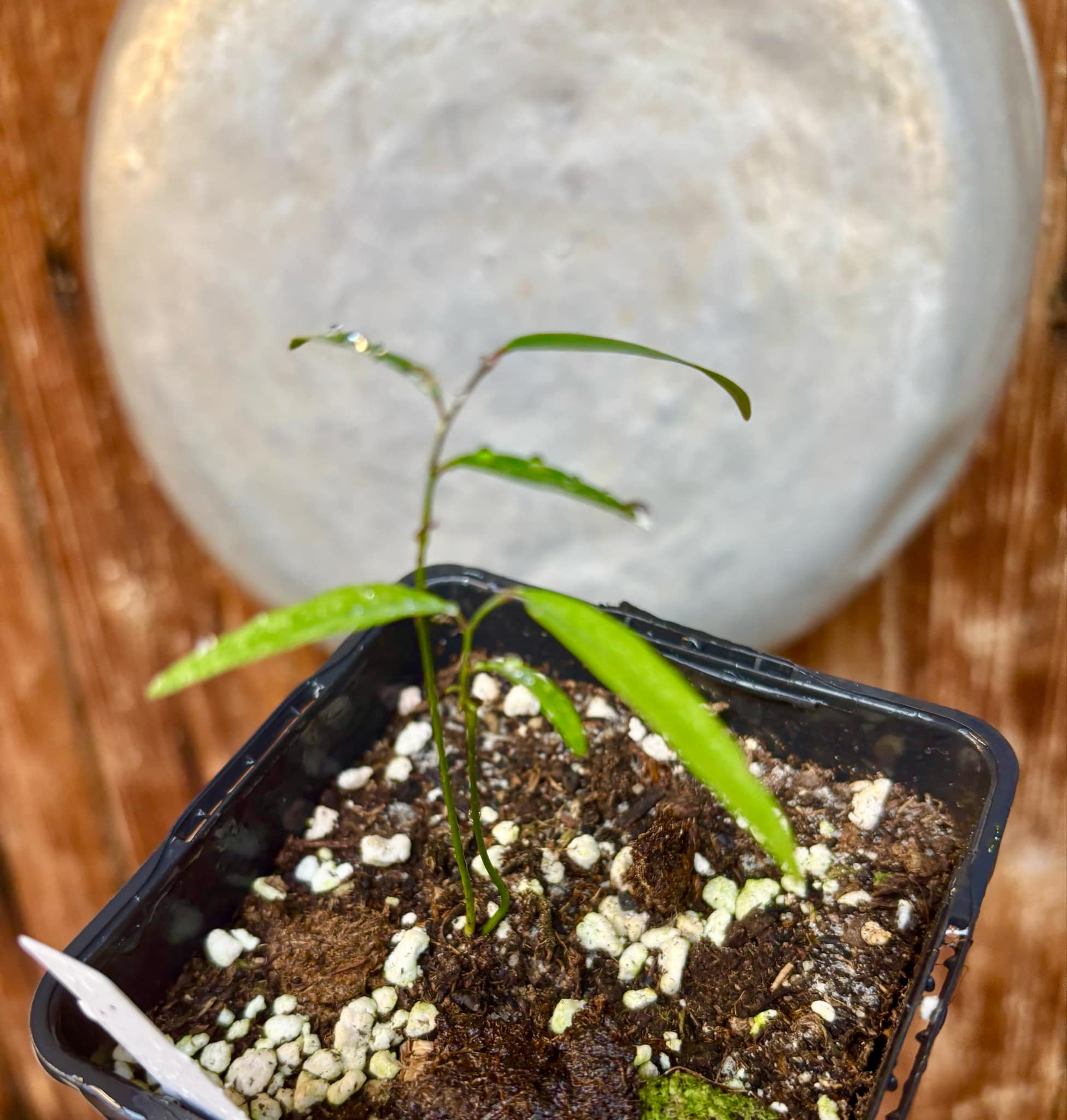 Rumdol (Sphaerocoryne lefevrei) - 1 small potted seedling / 1 kleiner, getopfter Sämling