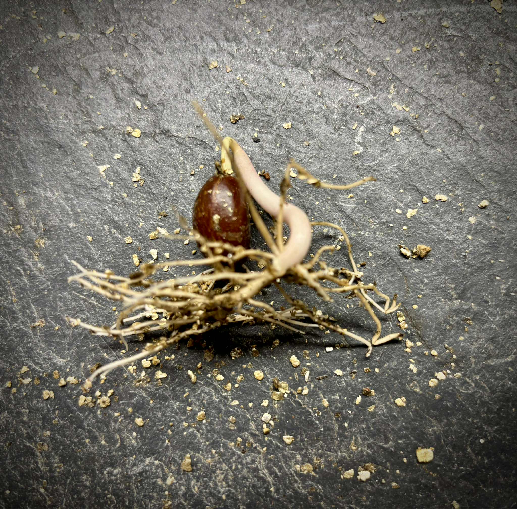 Ilama (Annona macroprophyllata) - 1 germinated seed / 1 gekeimter Samen