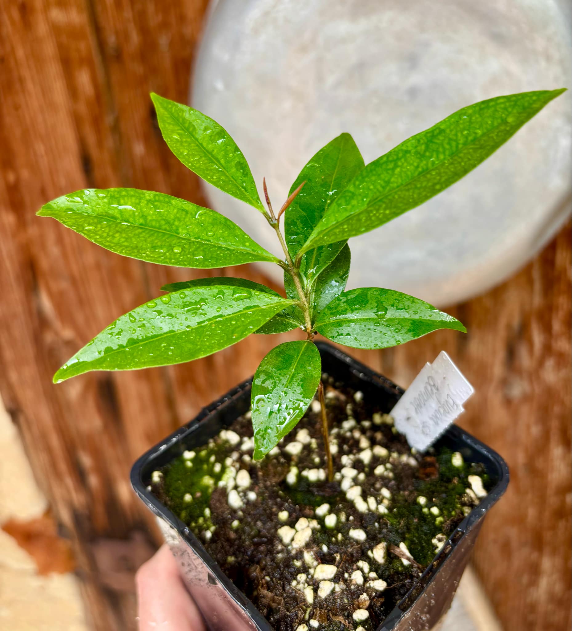 Eugenia sp Belmonte -  1 small potted seedling / 1 kleiner, getopfter Sämling