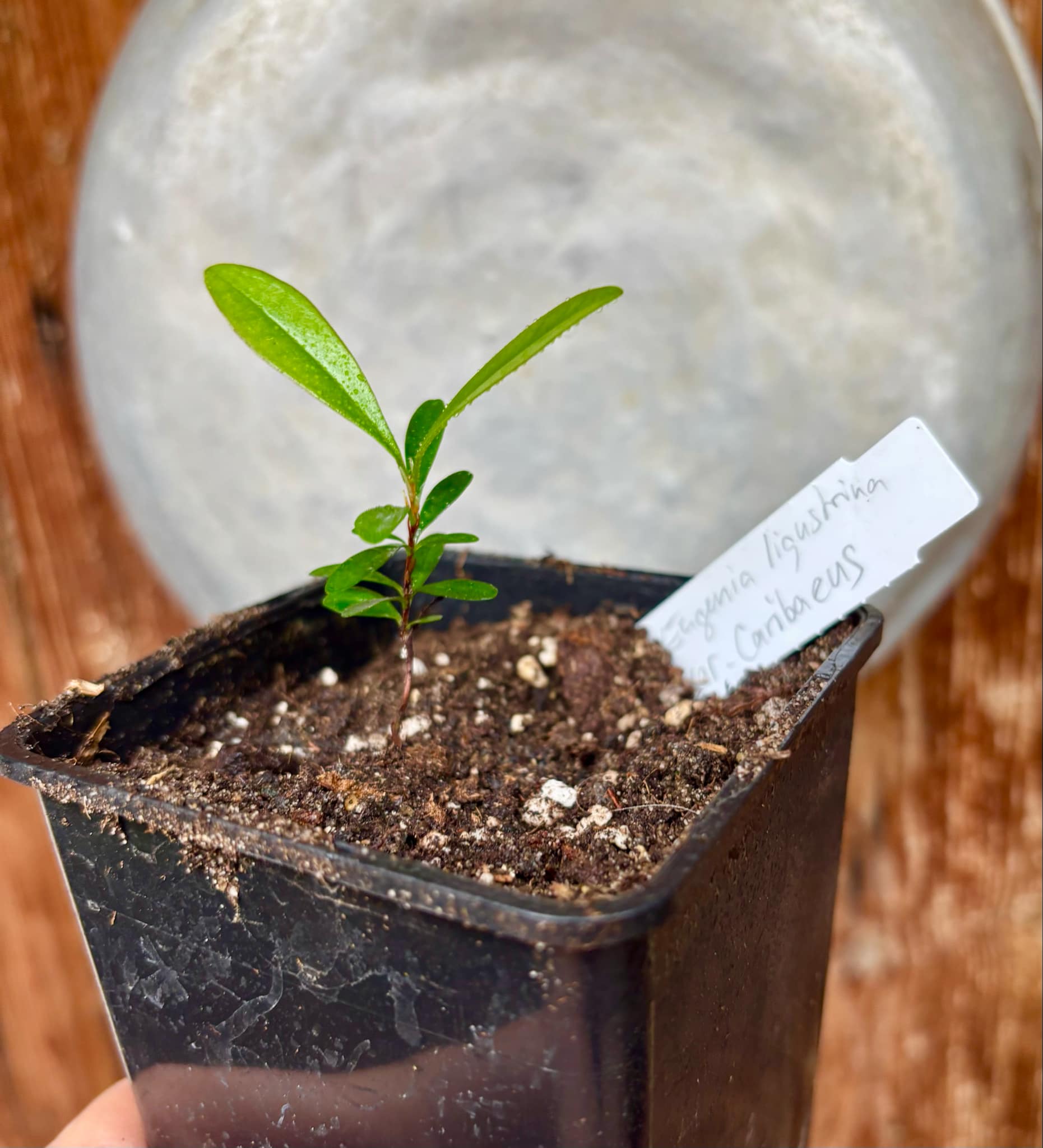 Eugenia ligustrina var. caribaeus - 1 potted seedling / 1 getopfter Sämling