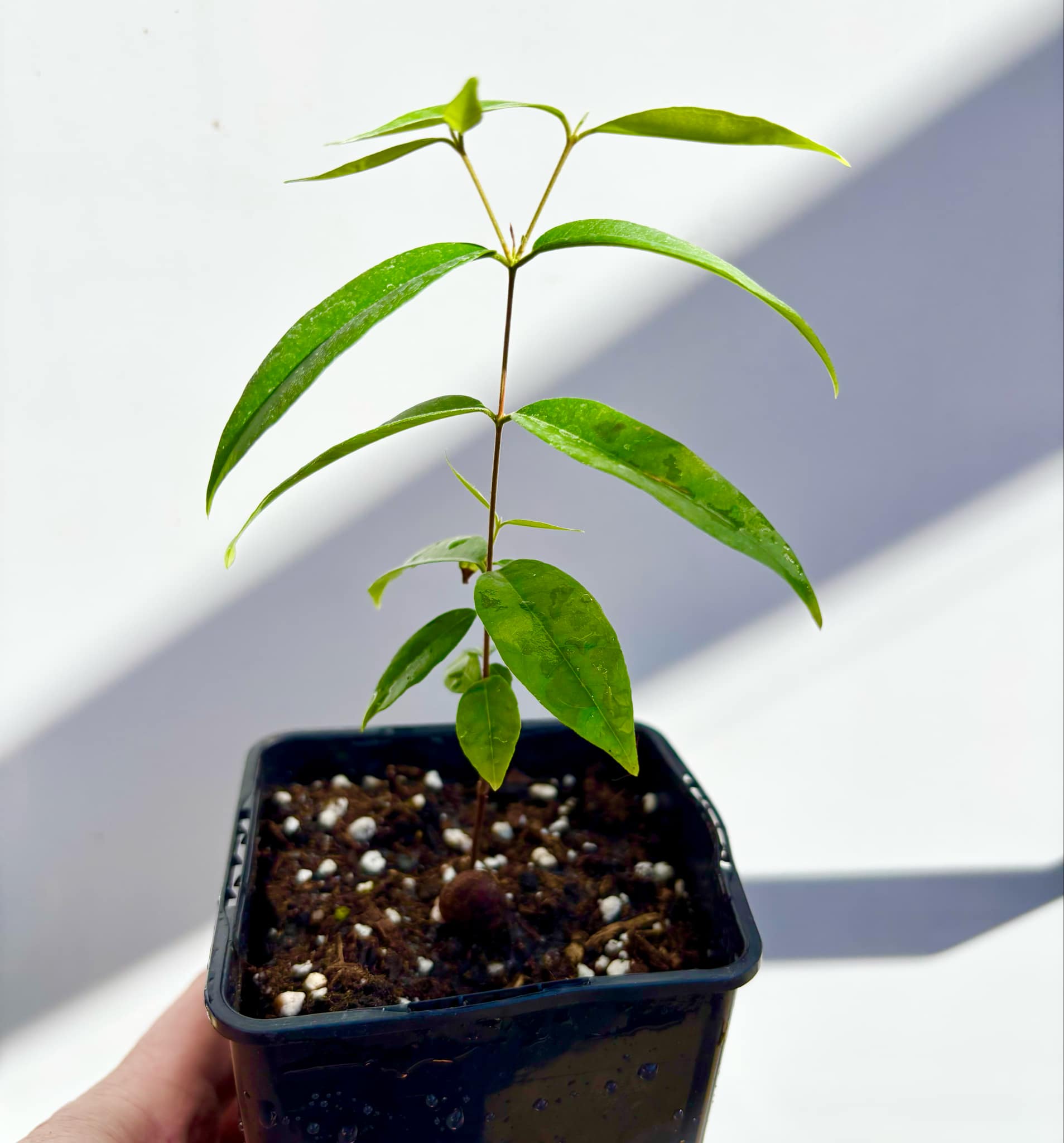 Uvaia do Visconde (Eugenia beaurepairiana) - 1 small potted seedling / 1 kleiner, getopfter Sämling