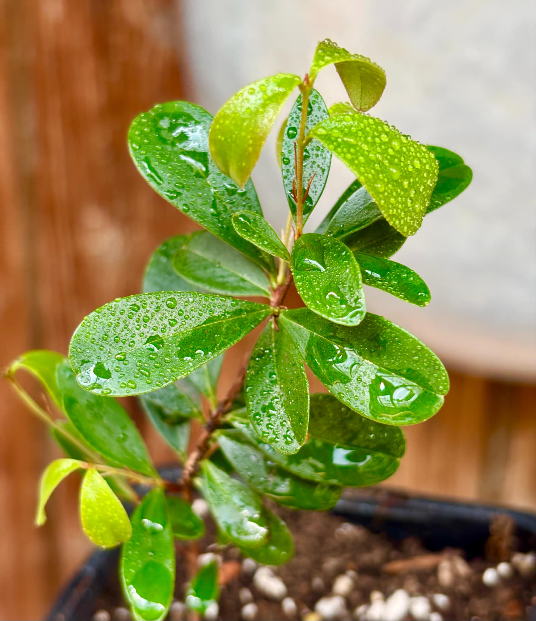 2 years old - Eugenia ligustrina var. black - 1 potted plant / 1 getopfte Pflanze