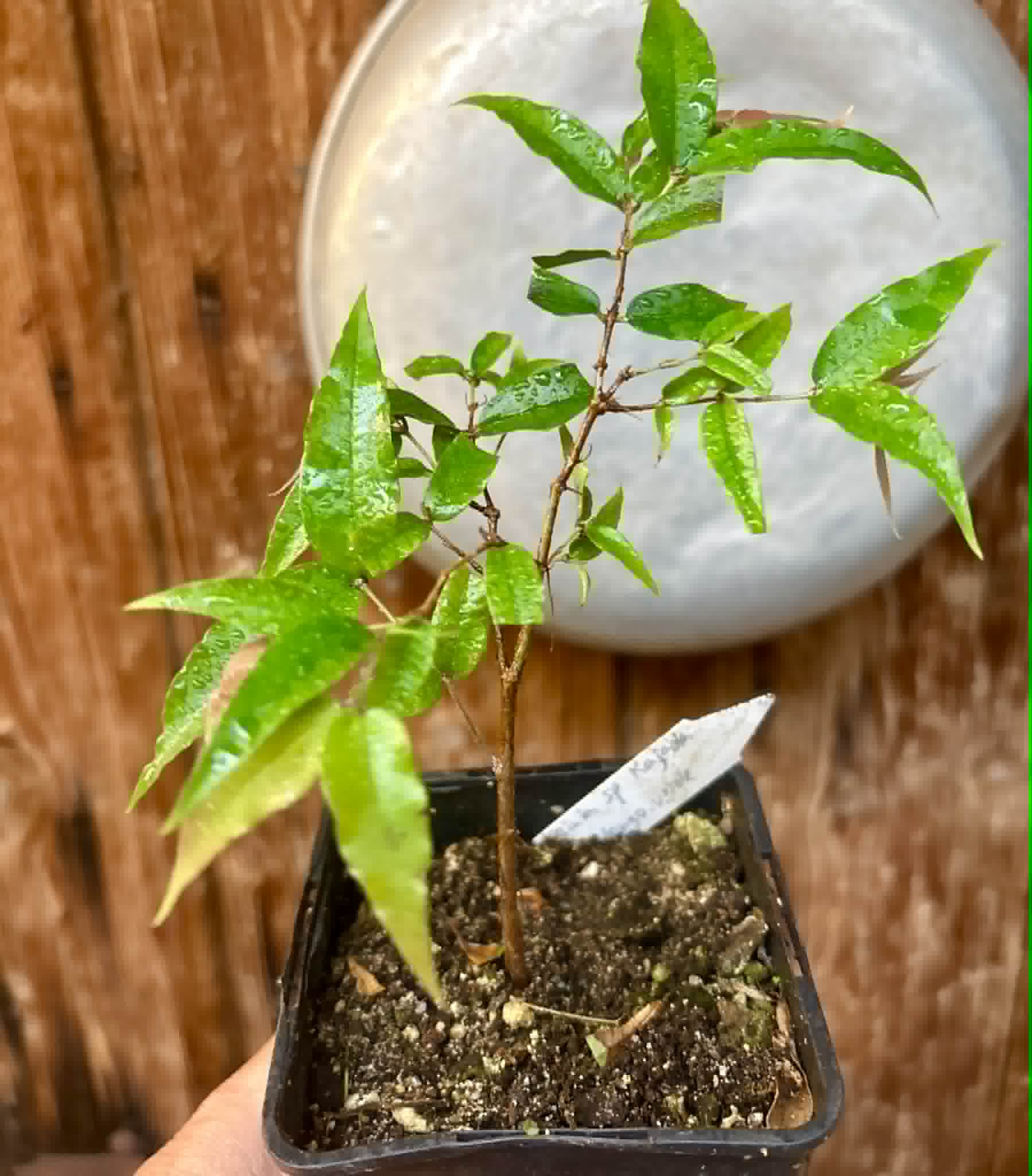 Jaboticaba - Plinia sp Rajada Cabo longo verde -  1 potted seedling / 1 getopfter Sämling