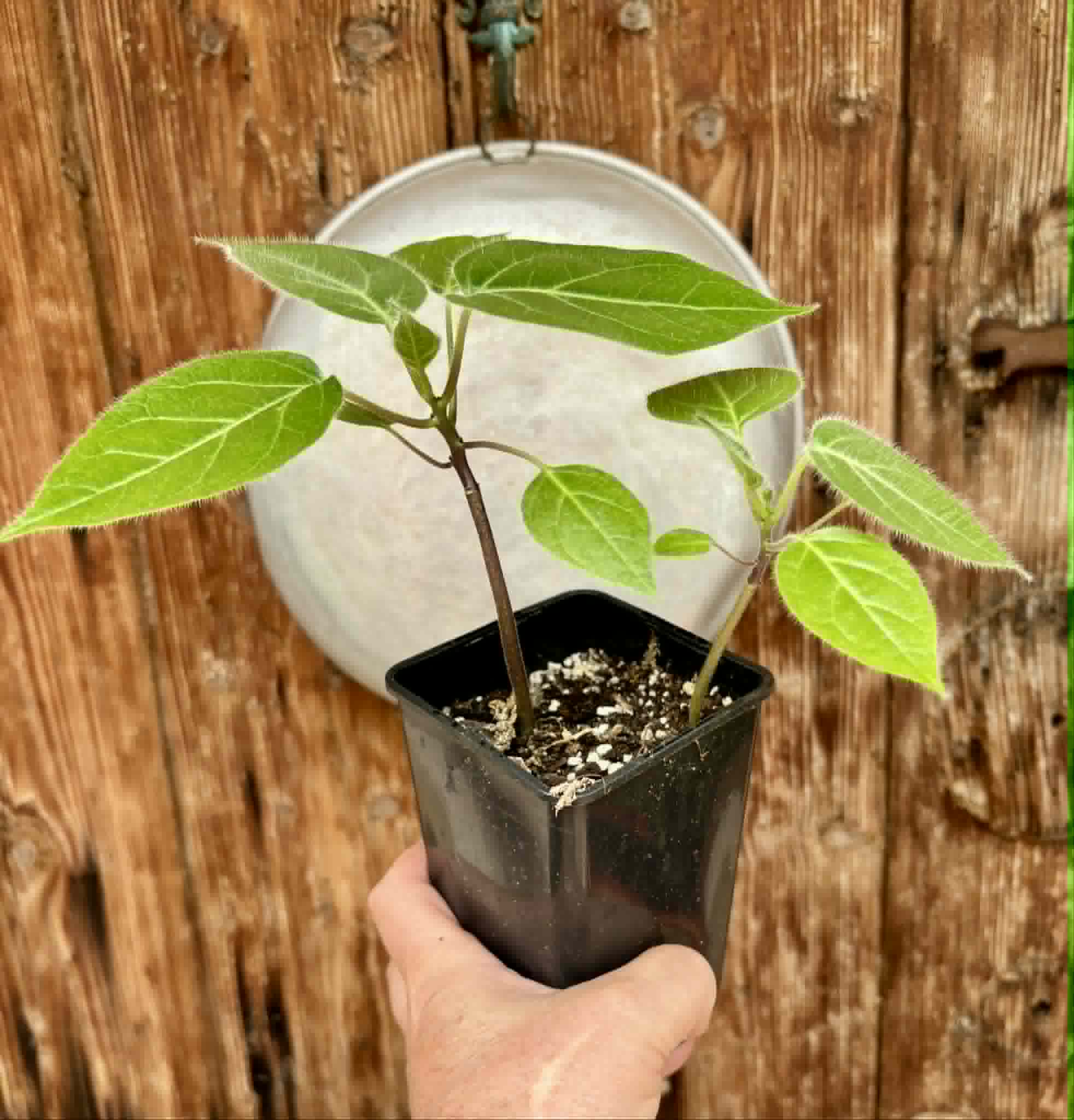2 in 1 pot - Solanum sibundoyense - 2 seedlings in one pot / 2 Sämlinge in einem Topf