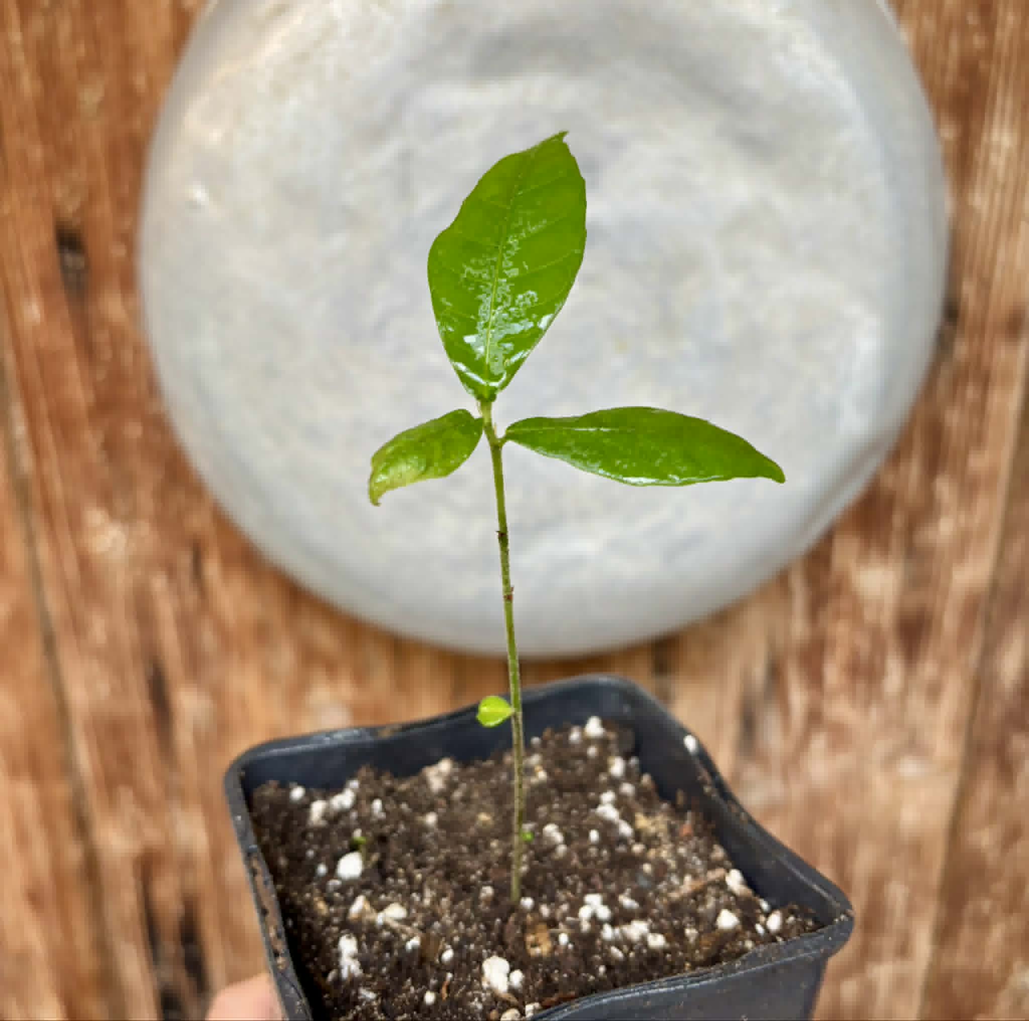 Pseudolmedia laevis - 1 potted seedling / 1 getopfter Sämling