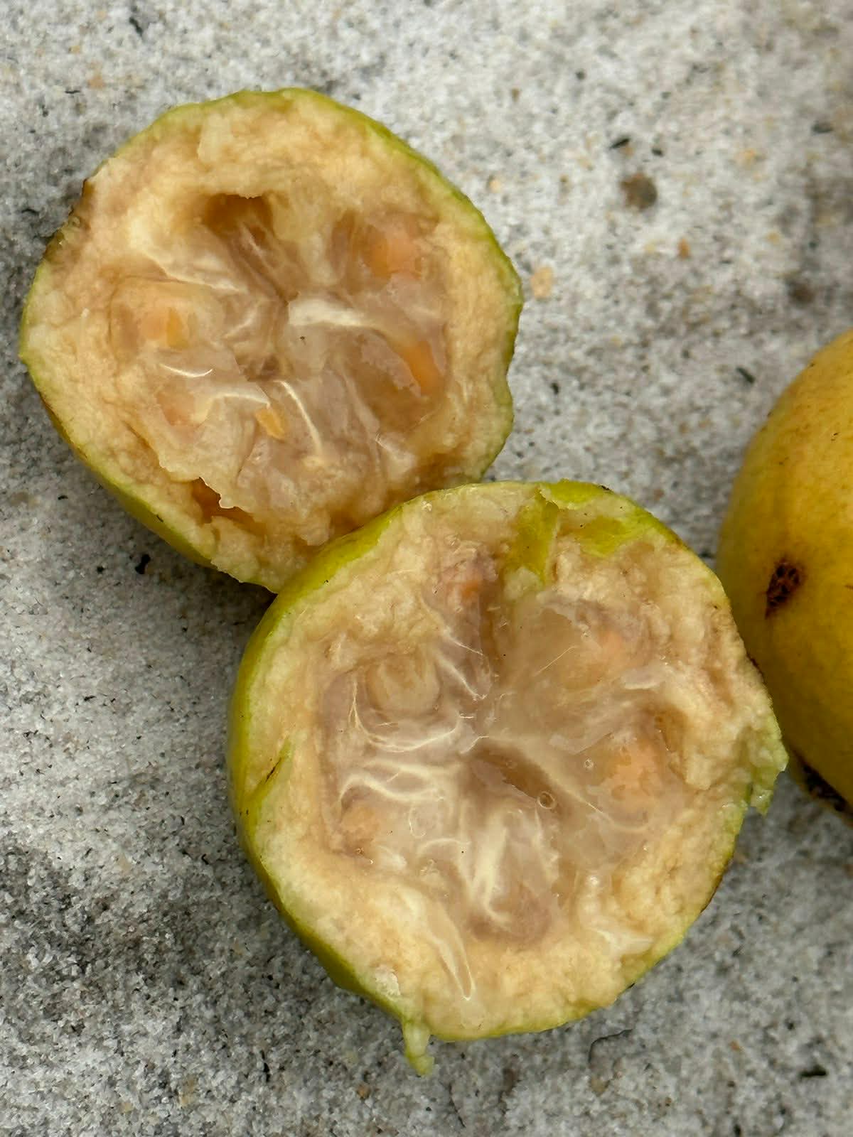 Psidium sp Madeira Amarela - 1 fresh seed / 1 frischer Samen