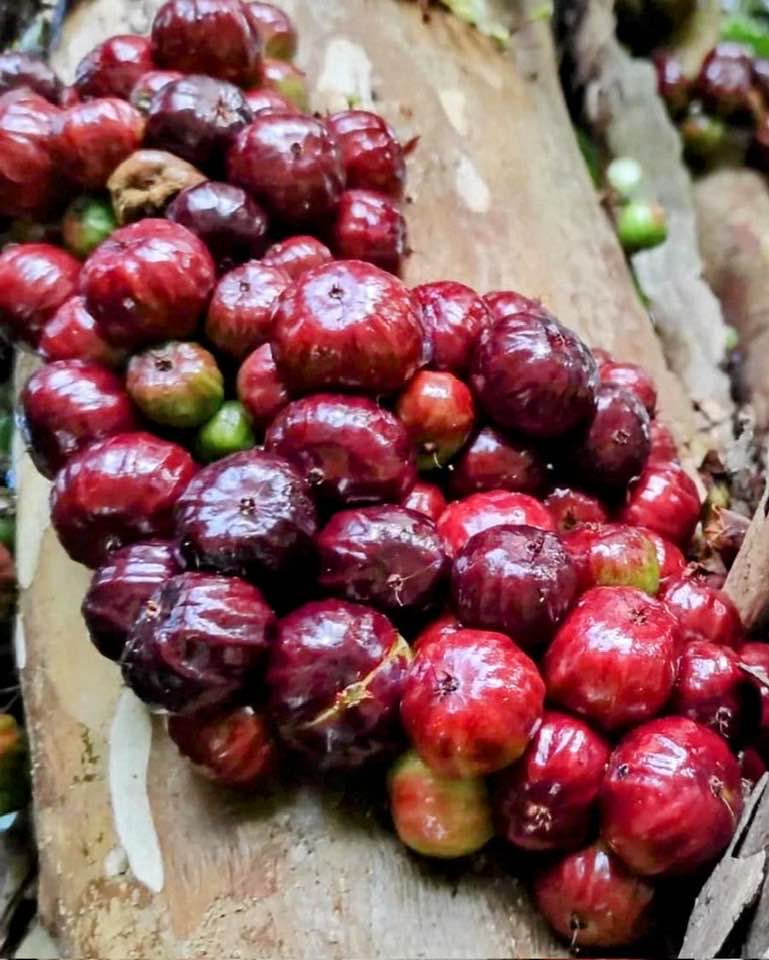 7+ years old - Jaboticaba Navel Costada (Plinia sp Navel Costada)  - 1 potted plant / 1 getopfte Pflanze