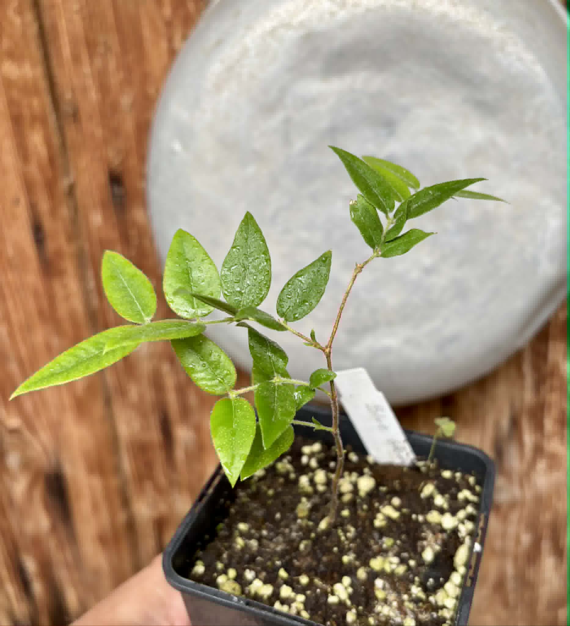 Myrciaria sp Cabeludinha preta (Blue Glomerata) - 1 pottet seedling / 1 getopfter Sämling