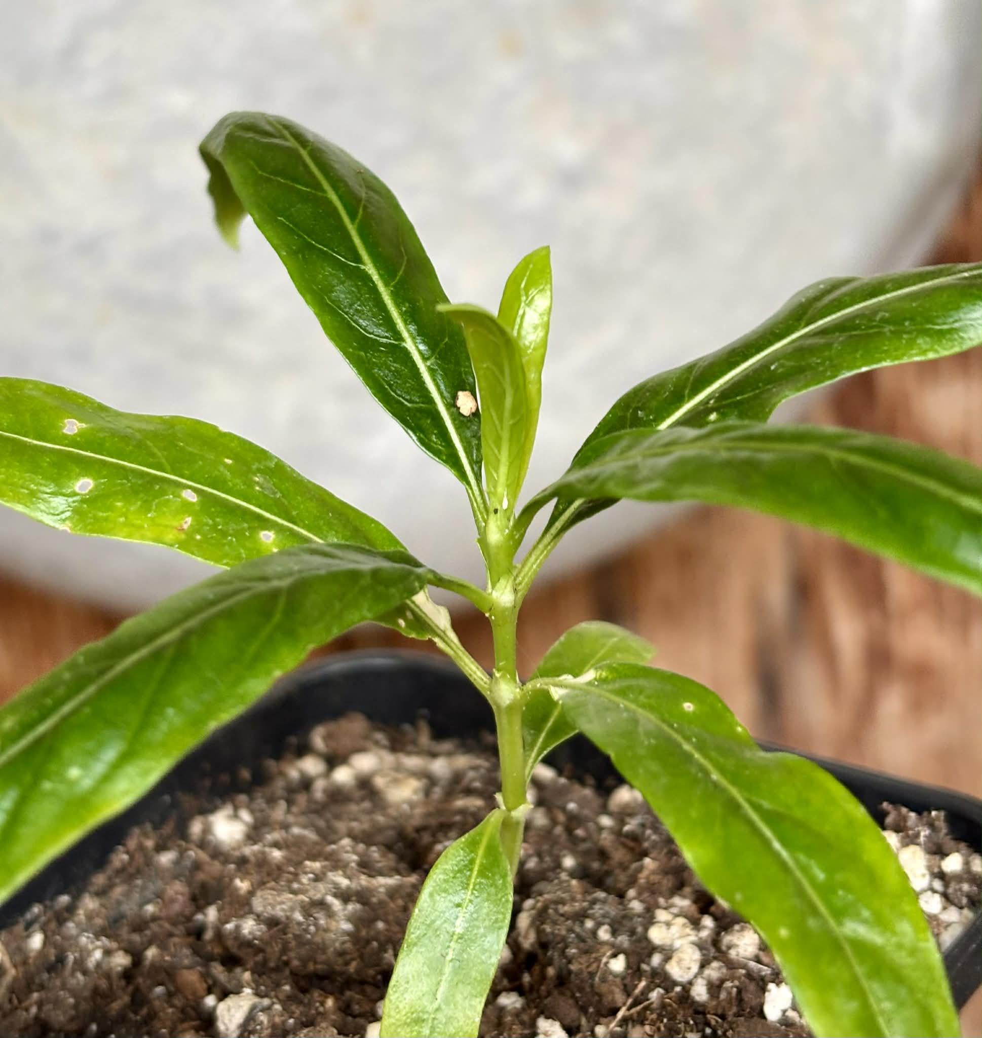 Noni (Morinda citrifolia) - 1 small potted seedling / 1 kleiner, getopfter Sämling