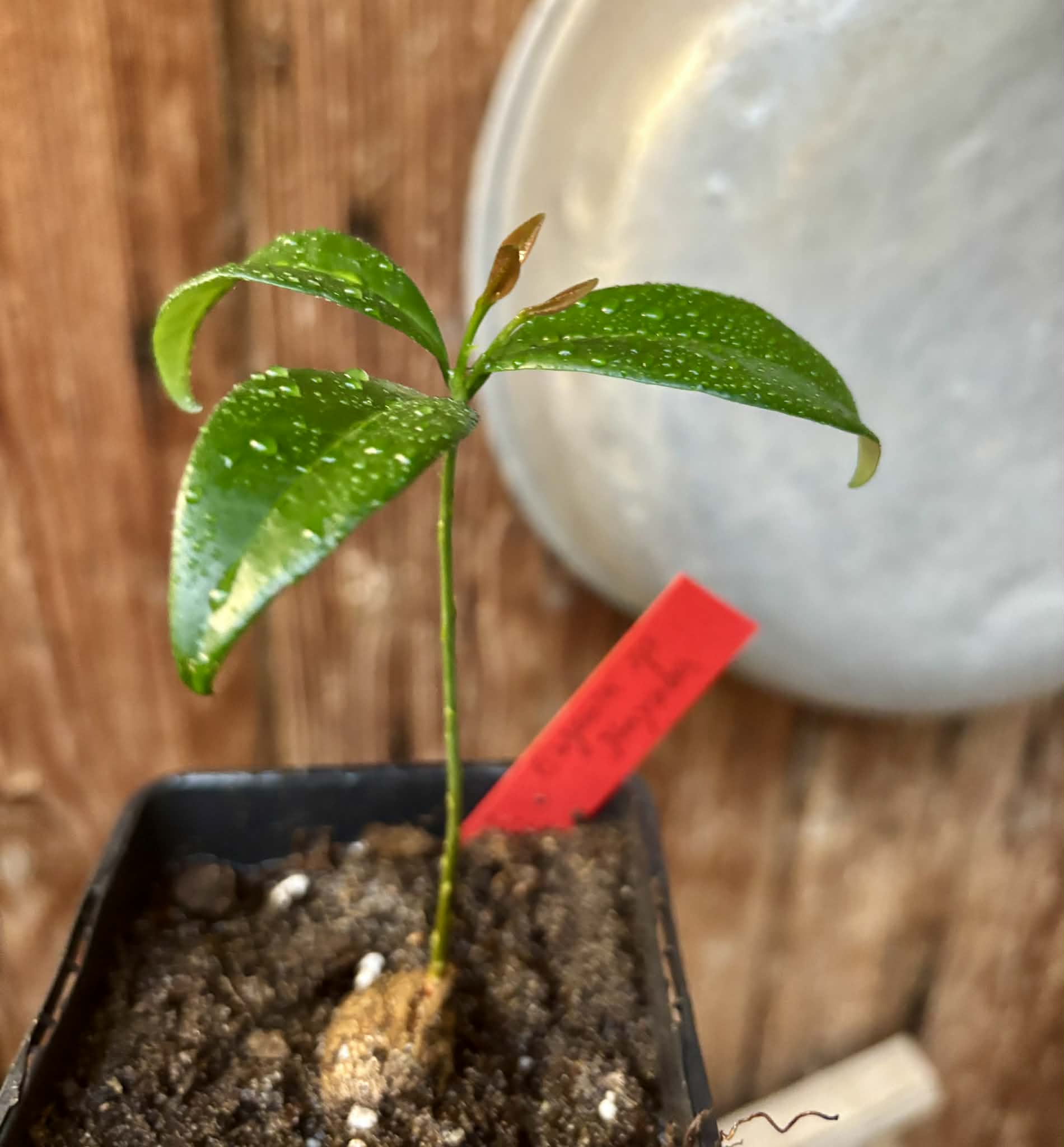 Eugenia sp Itayuba - 1 potted seedling / 1 getopfter Sämling