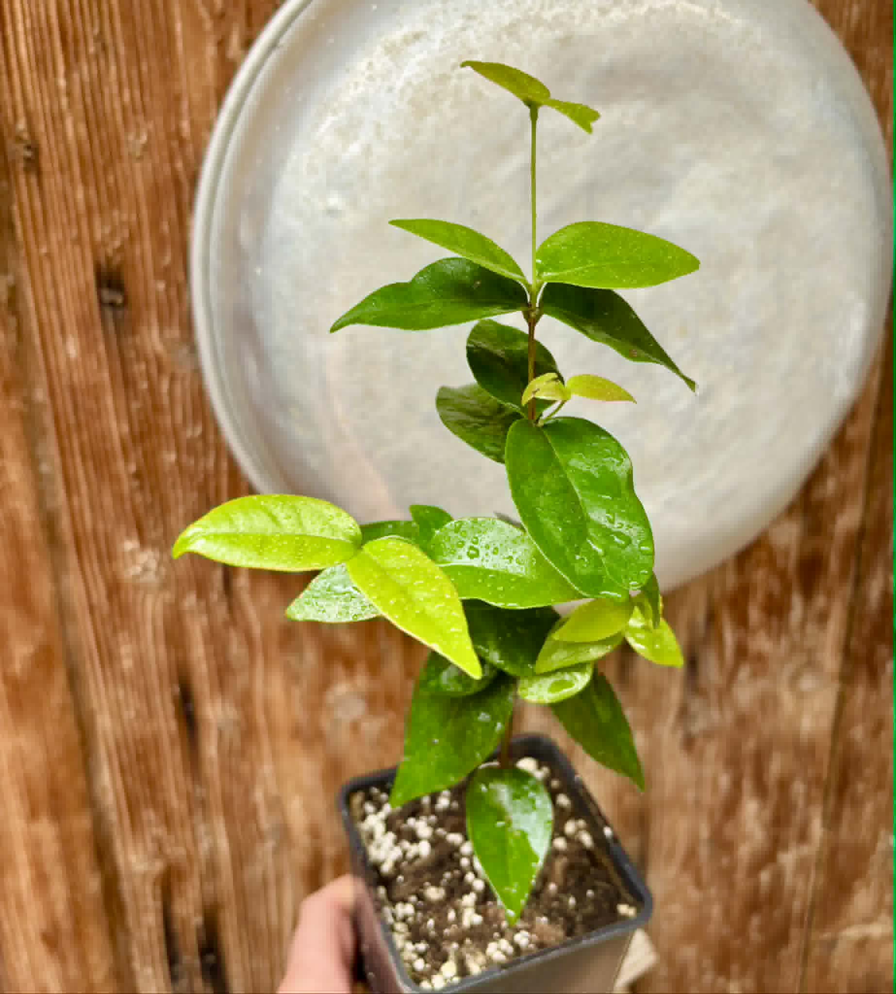 Eugenia uniflora var. red  - cultivated variety / 1 potted plant / 1 getopfte Pflanze