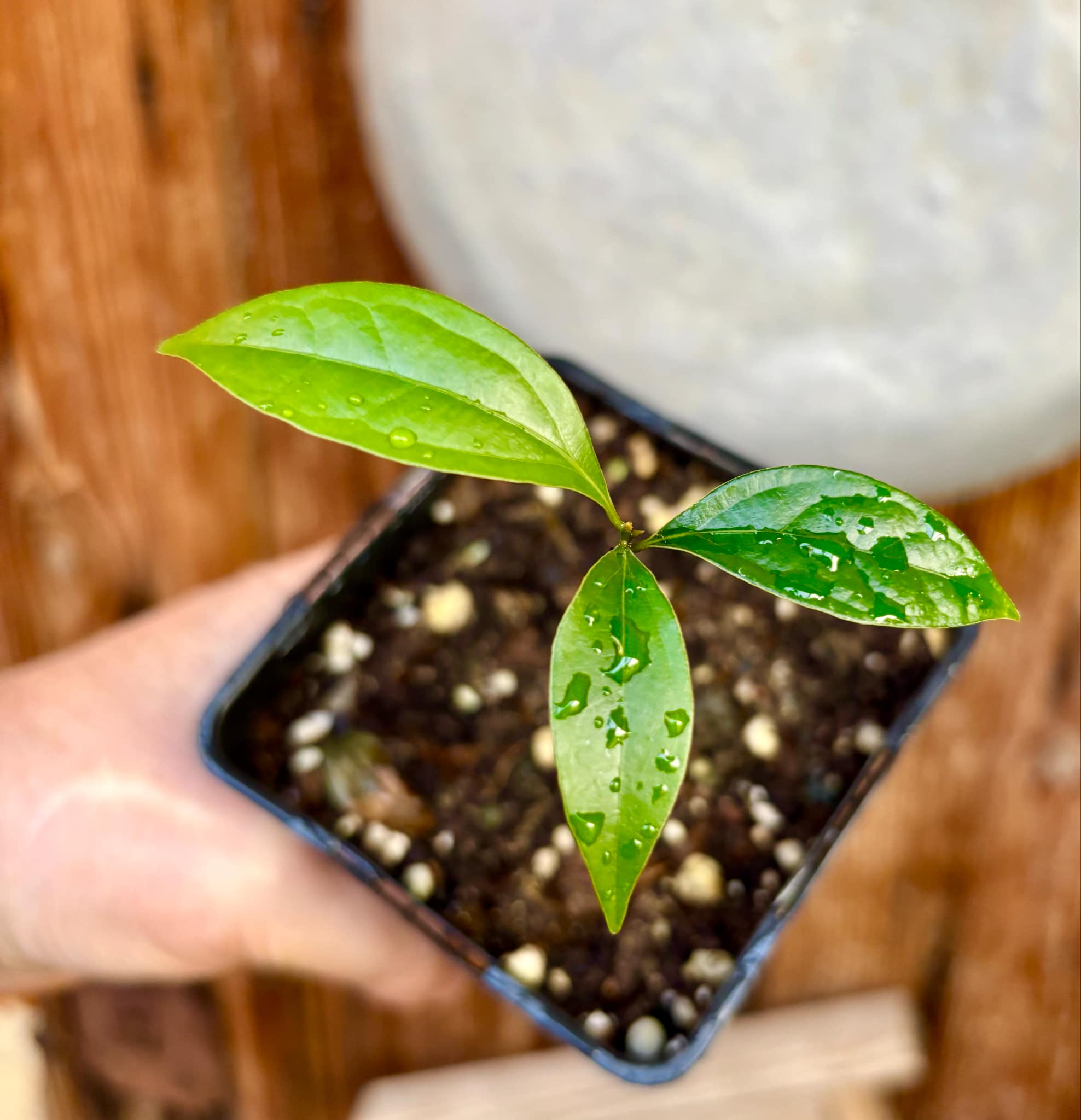 ZIMT - True Cinnamon (Cinnamomum verum) -  1 potted plant / 1 getopfte Pflanze 