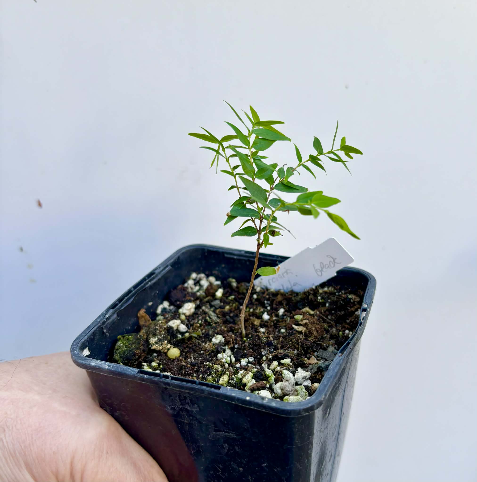 Myrciaria cuspidata BLACK - 1 potted seedling / 1 getopfter Sämling