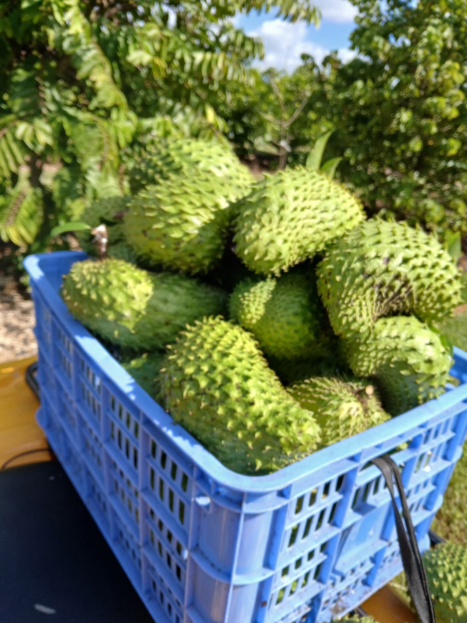 Annona muricata - Soursop / Stachelannone - 1 potted plant / 1 getopfte Pflanze