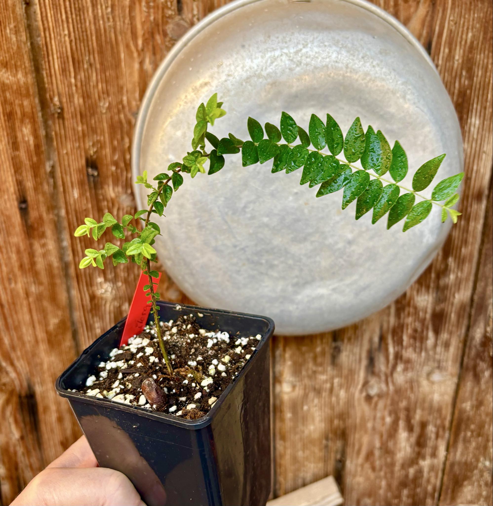 Myrciaria sp Pastora - 1 potted seedling / 1 getopfter Sämling