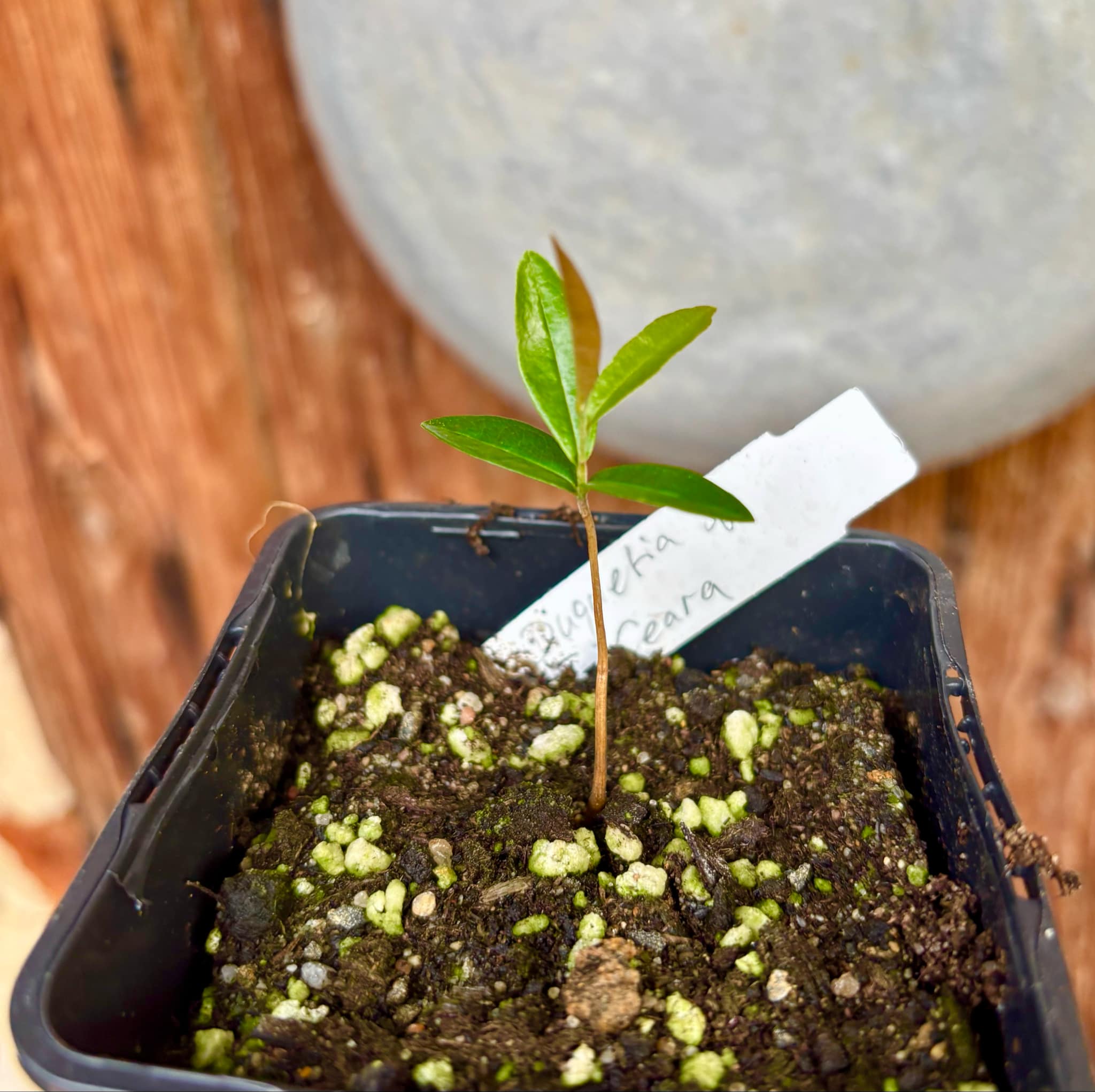 Duguetia sp Ceara - 1 small potted seedling / 1 kleiner, getopfter Sämling Duguetia sp Ceara - 1 small potted seedling / 1 kleiner, getopfter Sämling