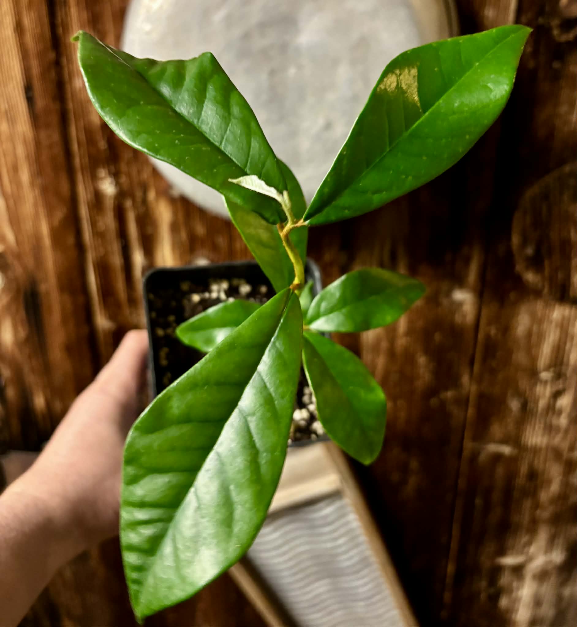 Chrysophyllum januariense  -  1 potted seedling / 1 getopfter Sämling
