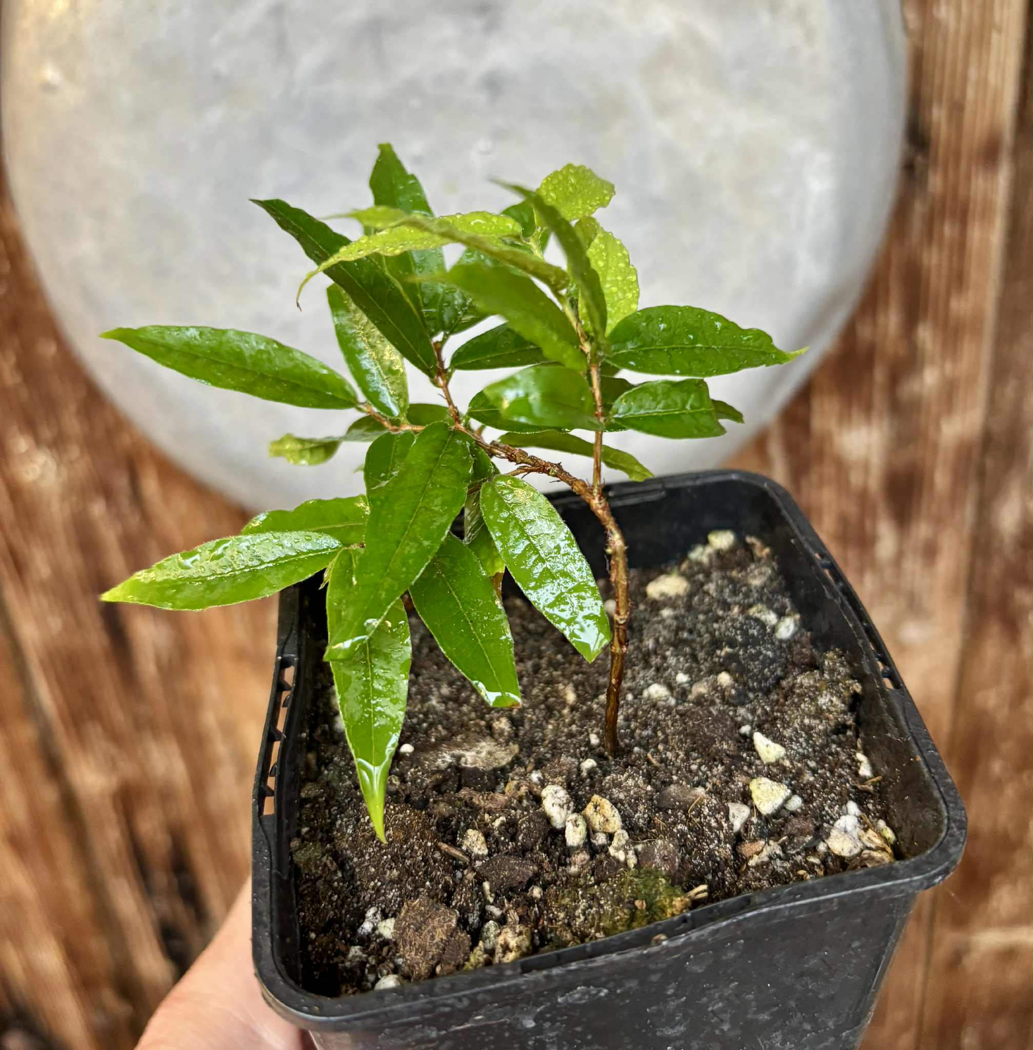 Plinia spiritosantensis var. Mucuri Velvet - 1 potted plant/ 1 getopfte Pflanze