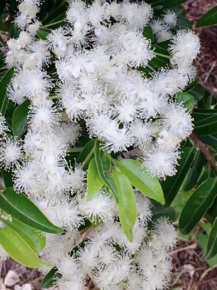 Eugenia sp la de Carneiro - Rare exotic plant - Seltene exotische Pflanze