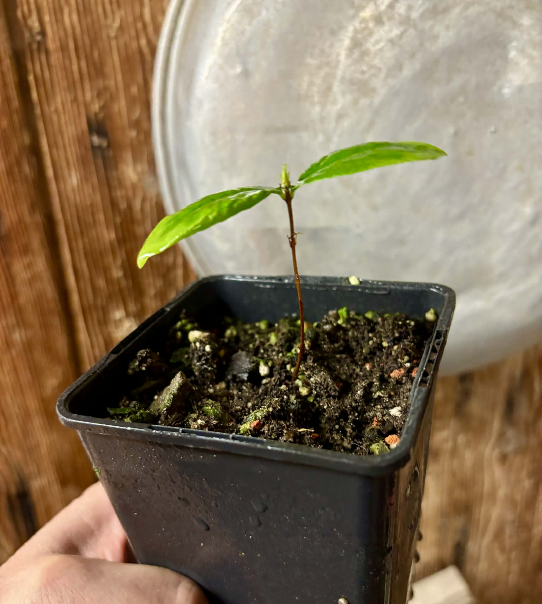 Cagaita var. "Brinco de Princesa" (Eugenia dysenterica) - 1 potted plant / 1 getopfte Pflanze