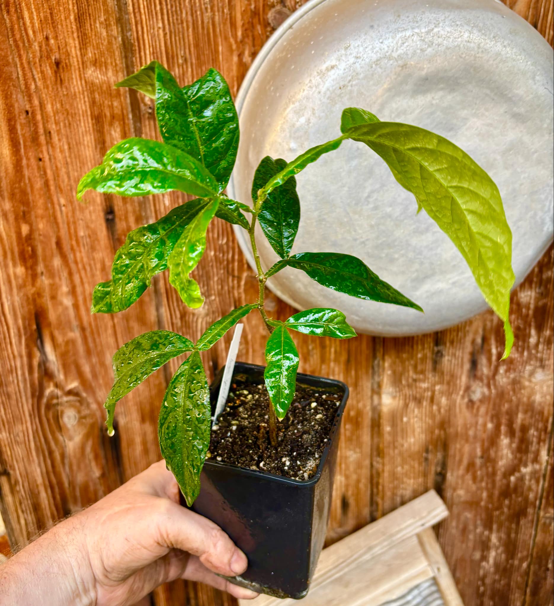 Inga spectabilis - Machete Ice cream bean - 1 potted plant / 1 getopfte Pflanze
