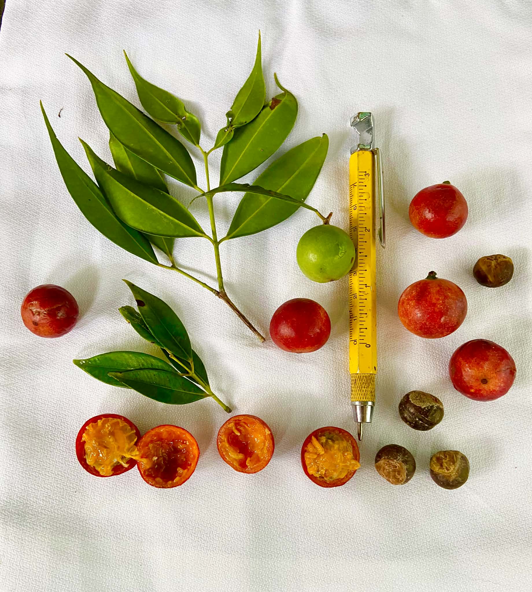 Myrciaria sp Red Itacare -  1 fresh seed / 1 frischer Samen