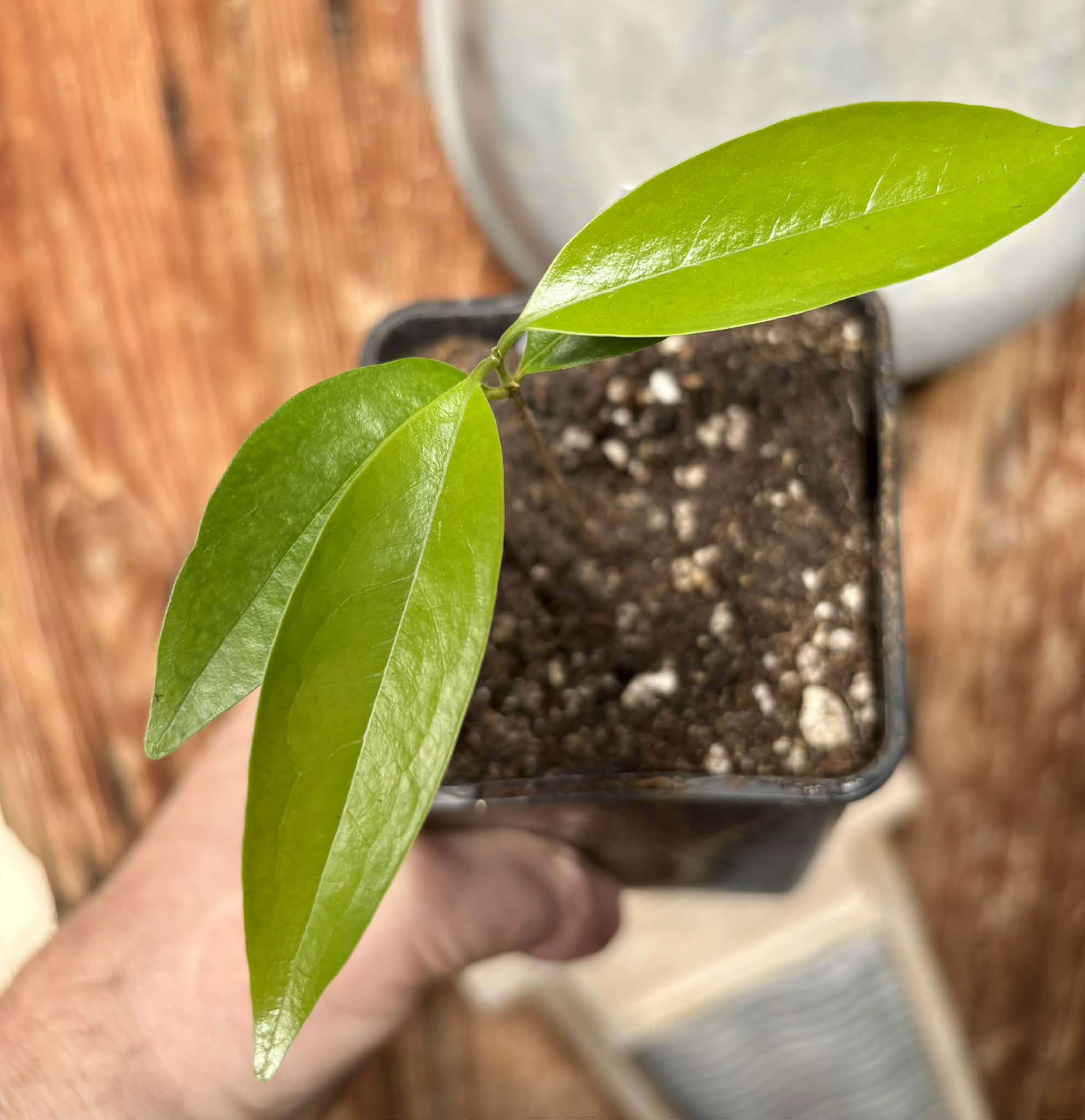 Eugenia sp Pitanga-Acerola - 1 potted plant / 1 getopfte Pflanze