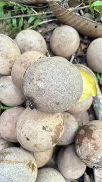 Pre Order - Bambangan (Mangifera pajang) - 1 fresh seed / 1 frischer Samen