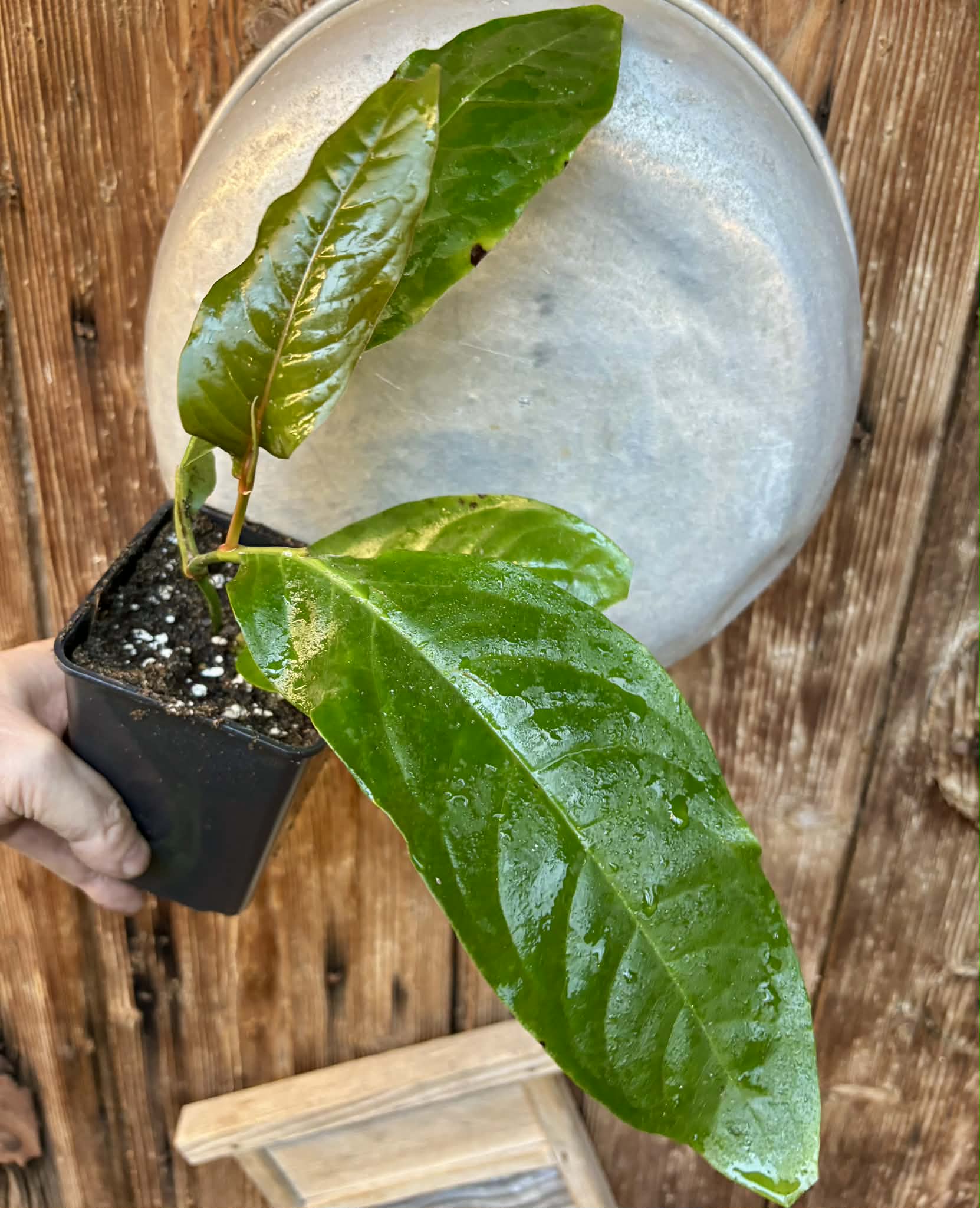 rooted cutting - Long Pepper  (Piper longum) - 1 potted plant / 1 getopfte Pflanze