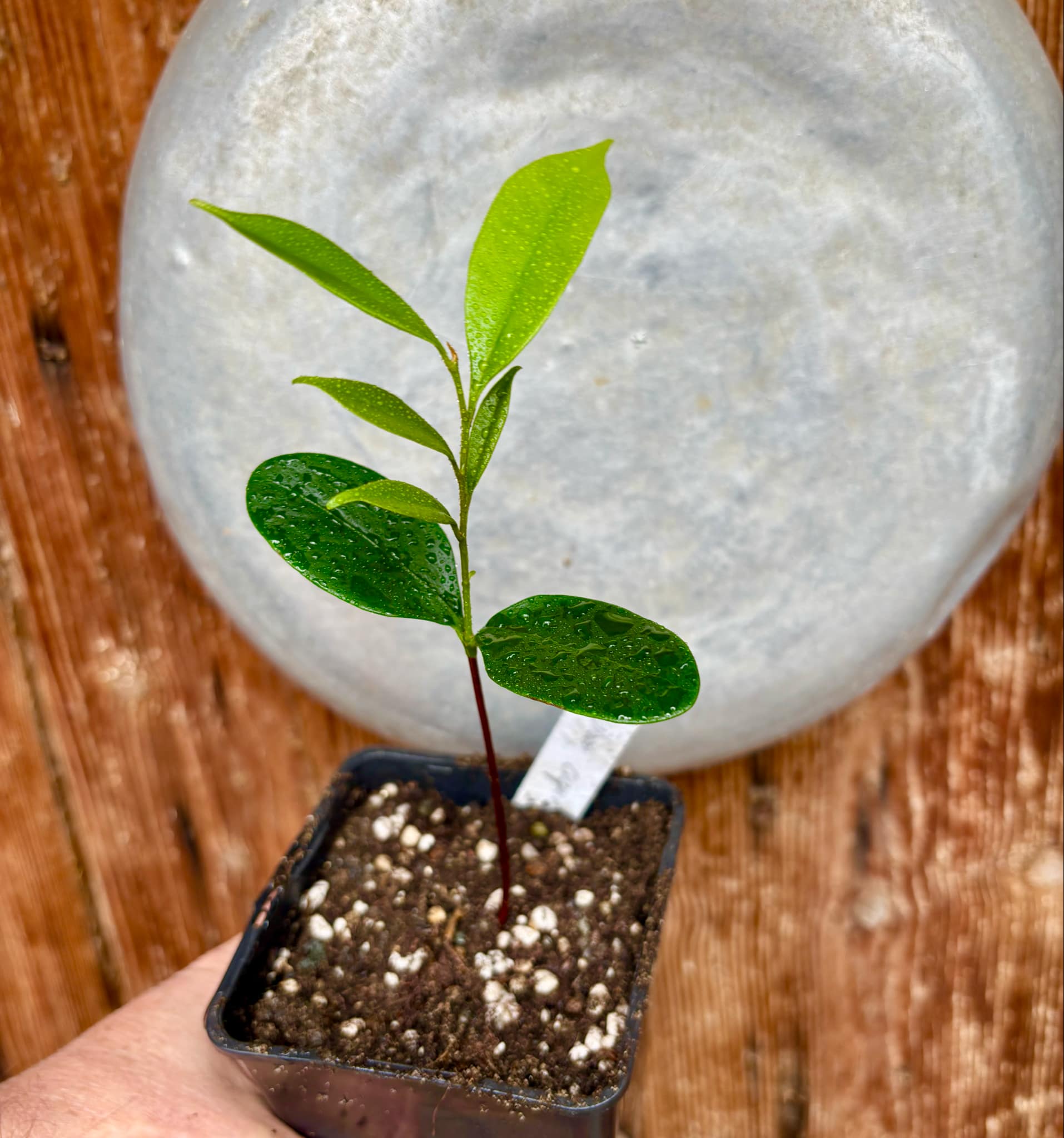 Diploon cuspidatum  -  1 small potted seedling / 1 kleiner, getopfter Sämling