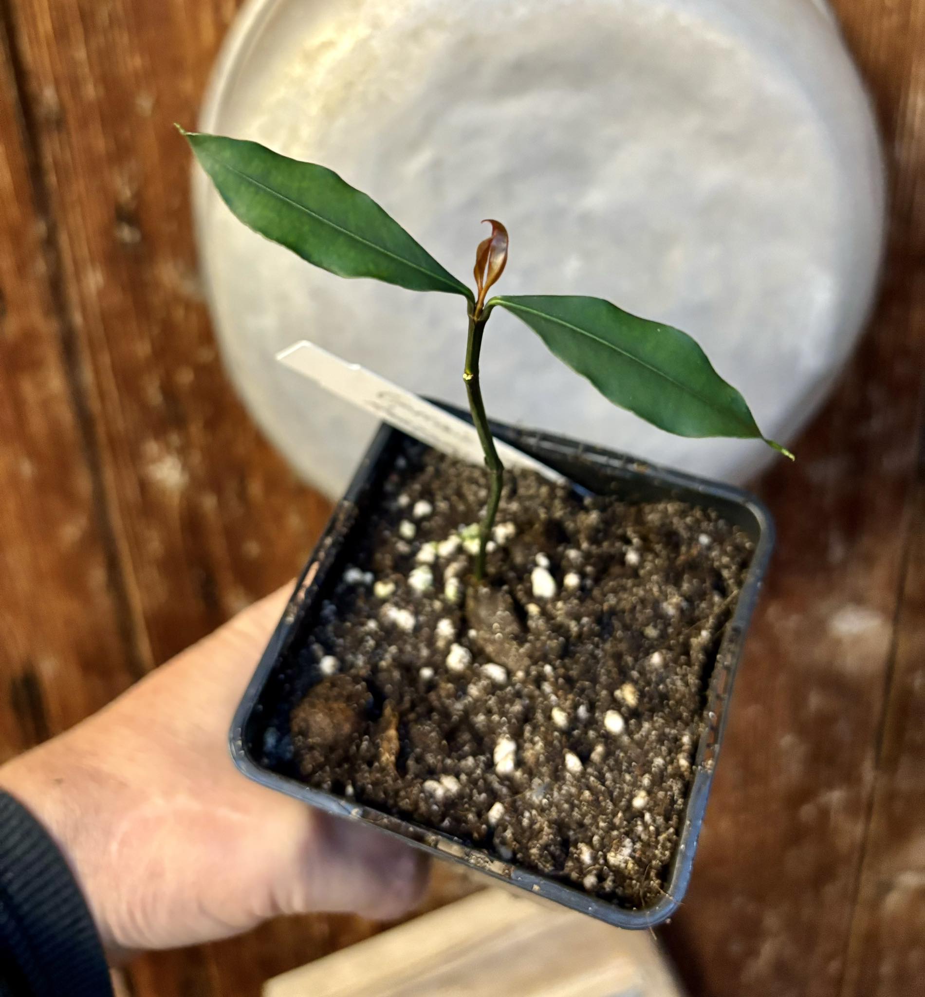 Garcinia sp Amazonas Nova - 1 potted seedling / 1 getopfter Sämling 