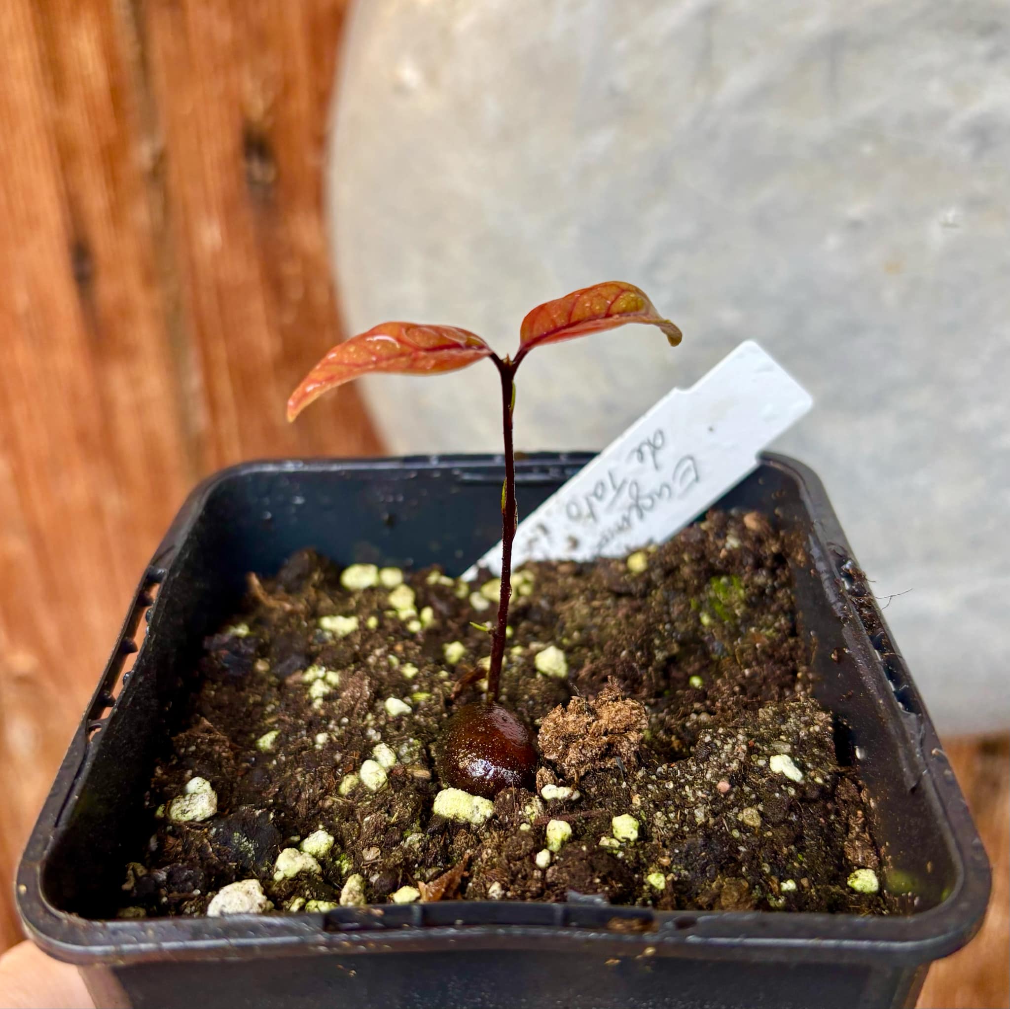 Eugenia sp de Talo -  1 small potted seedling / 1 kleiner, getopfter Sämling