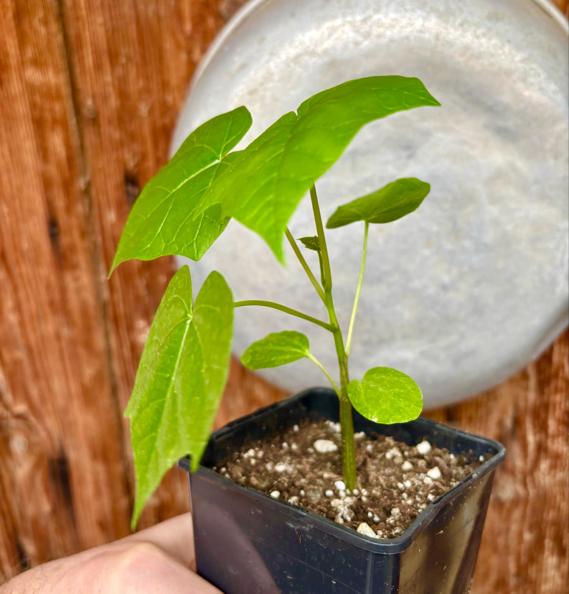 Psiguria umbrosa - 1 small potted seedling / 1 kleiner, getopfter Sämling Psiguria umbrosa - 1 small potted seedling / 1 kleiner, getopfter Sämling