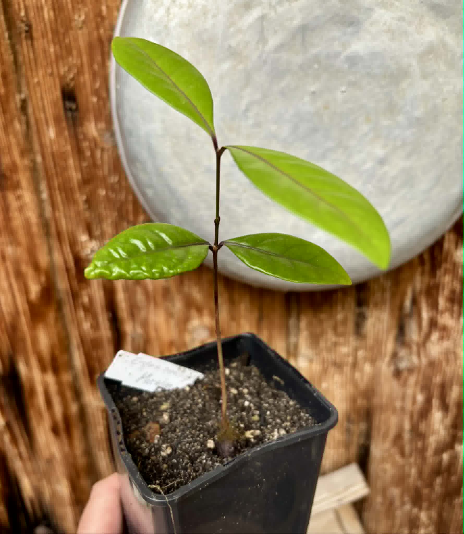 Eugenia rotundifolia var. Maruim - 1 potted seedling / 1 getopfter Sämling