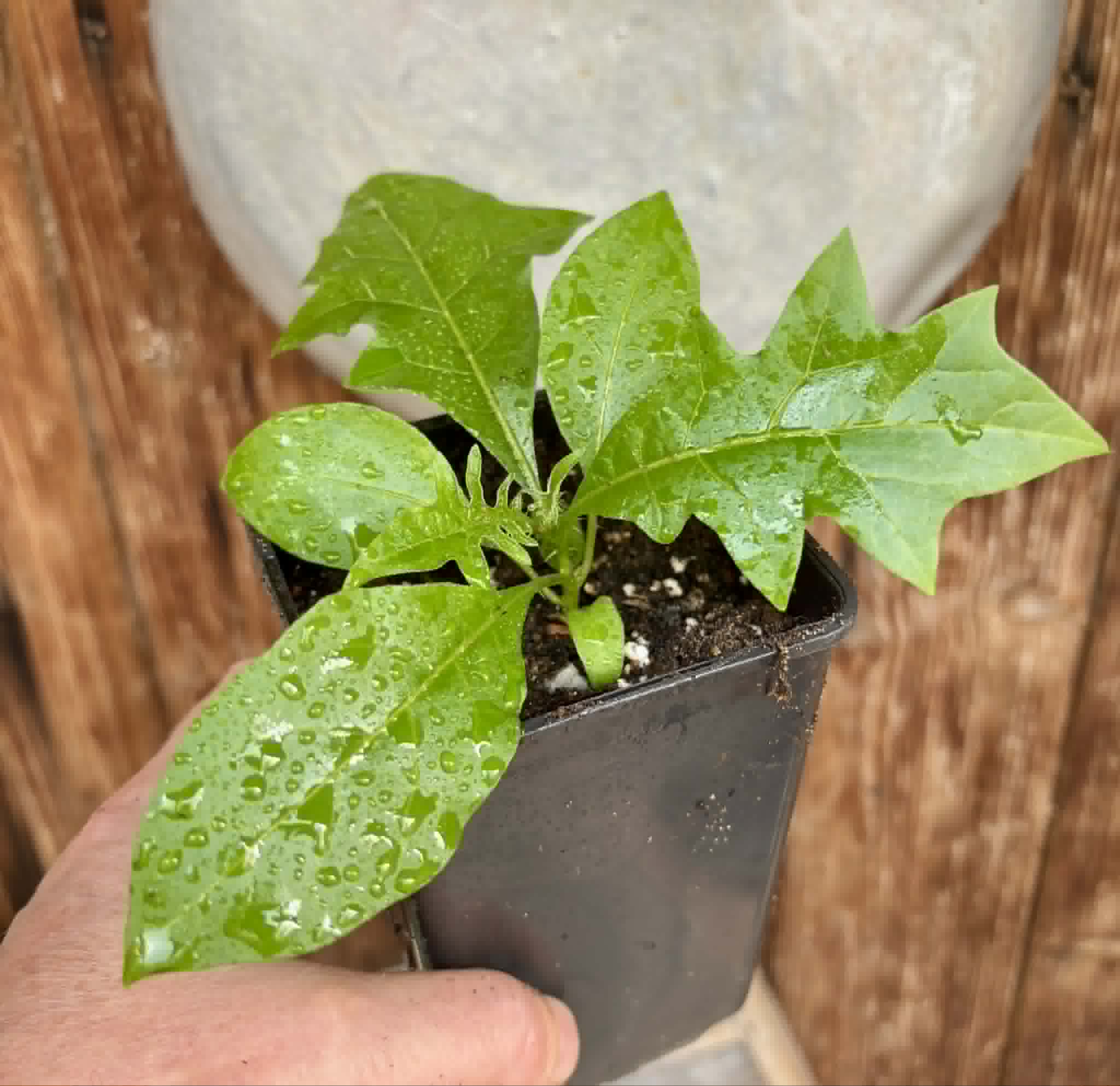 Juá do Jequitinhonha (Solanum schizandrum) - 1 potted seedling / 1 getopfter Sämling