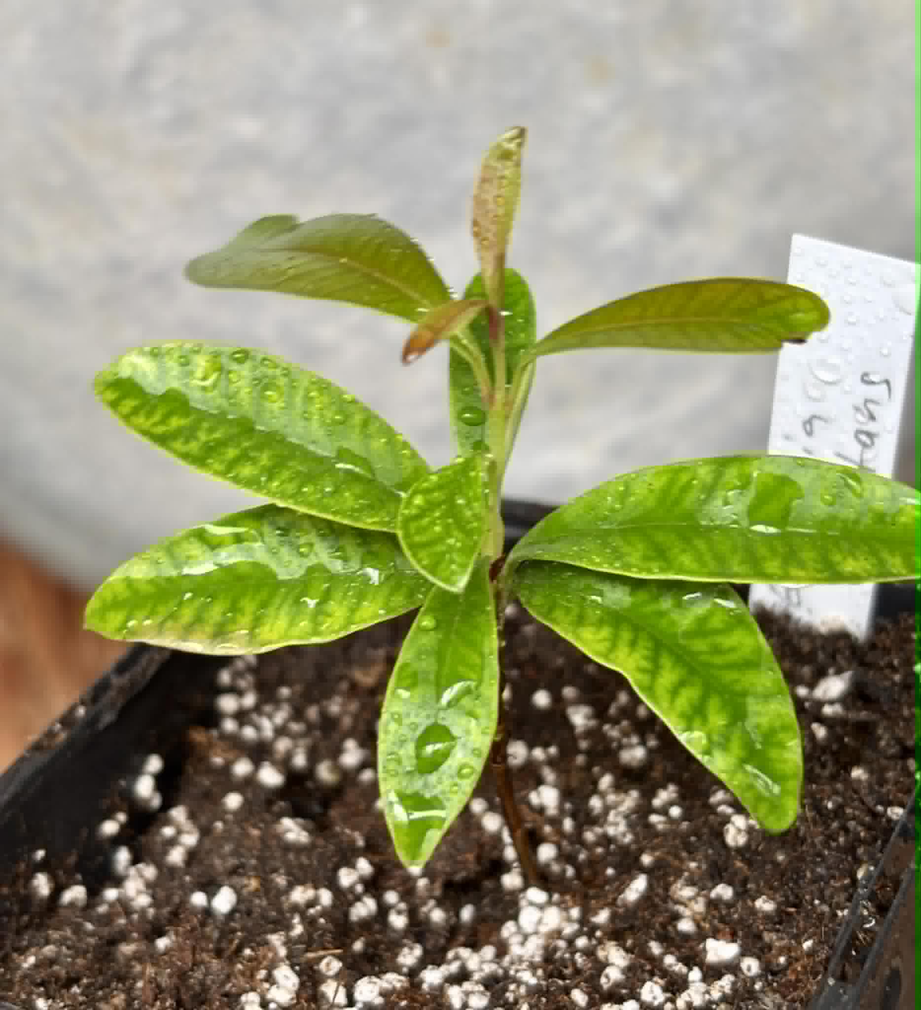 Eugenia nutans - 1 potted seedling / 1 getopfter Sämling