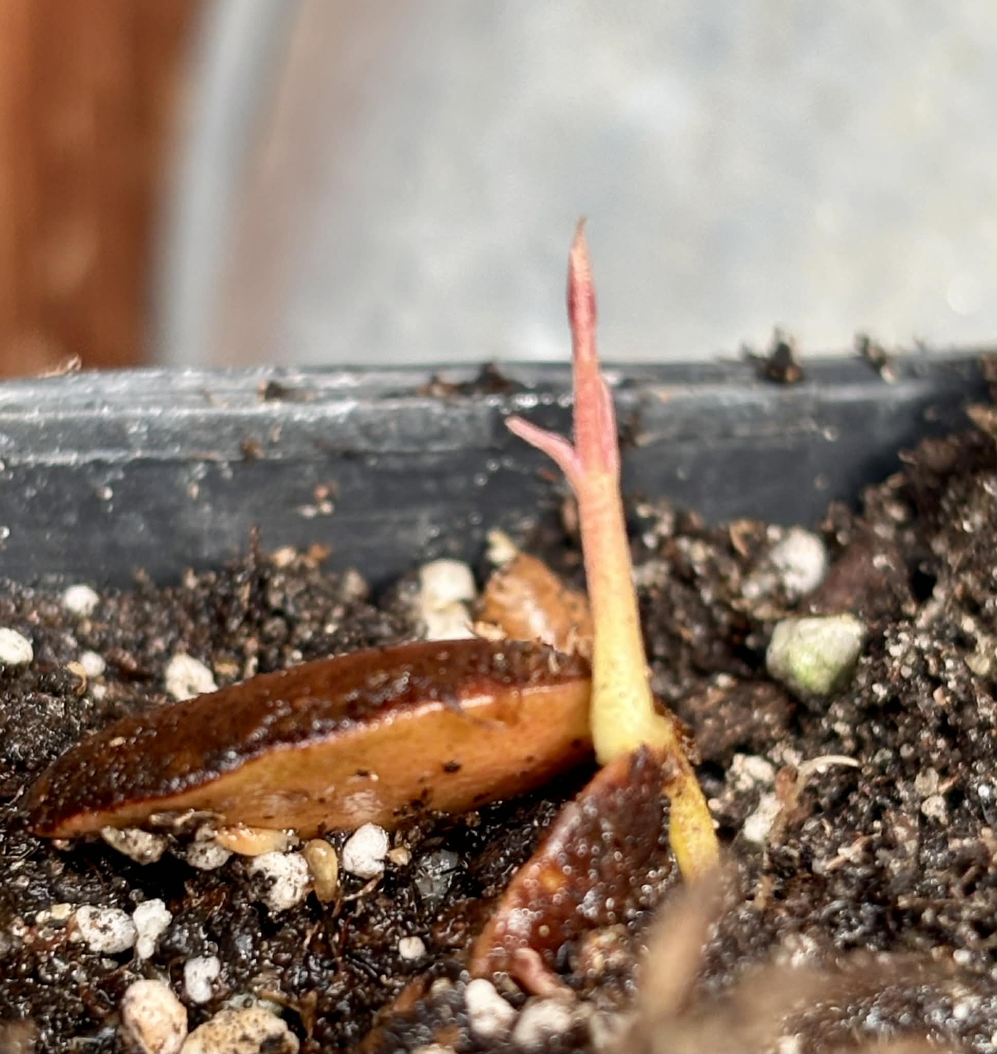 Plinia sp Flavioides - 1 potted seedling / 1 getopfter Sämling